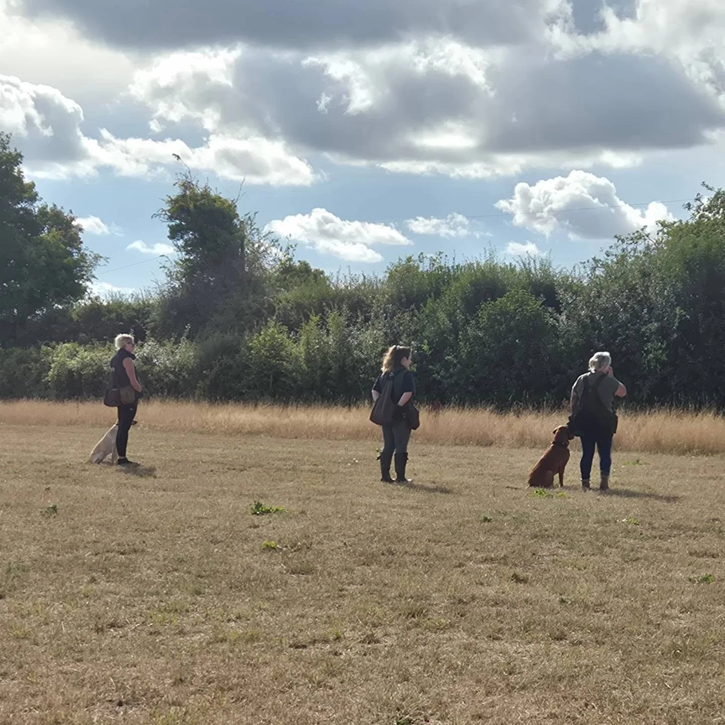 Stretching these young dogs today with lining and split retrieves

#retrievertraining #retrievertrainingmaidstone #retrievertrainingkent