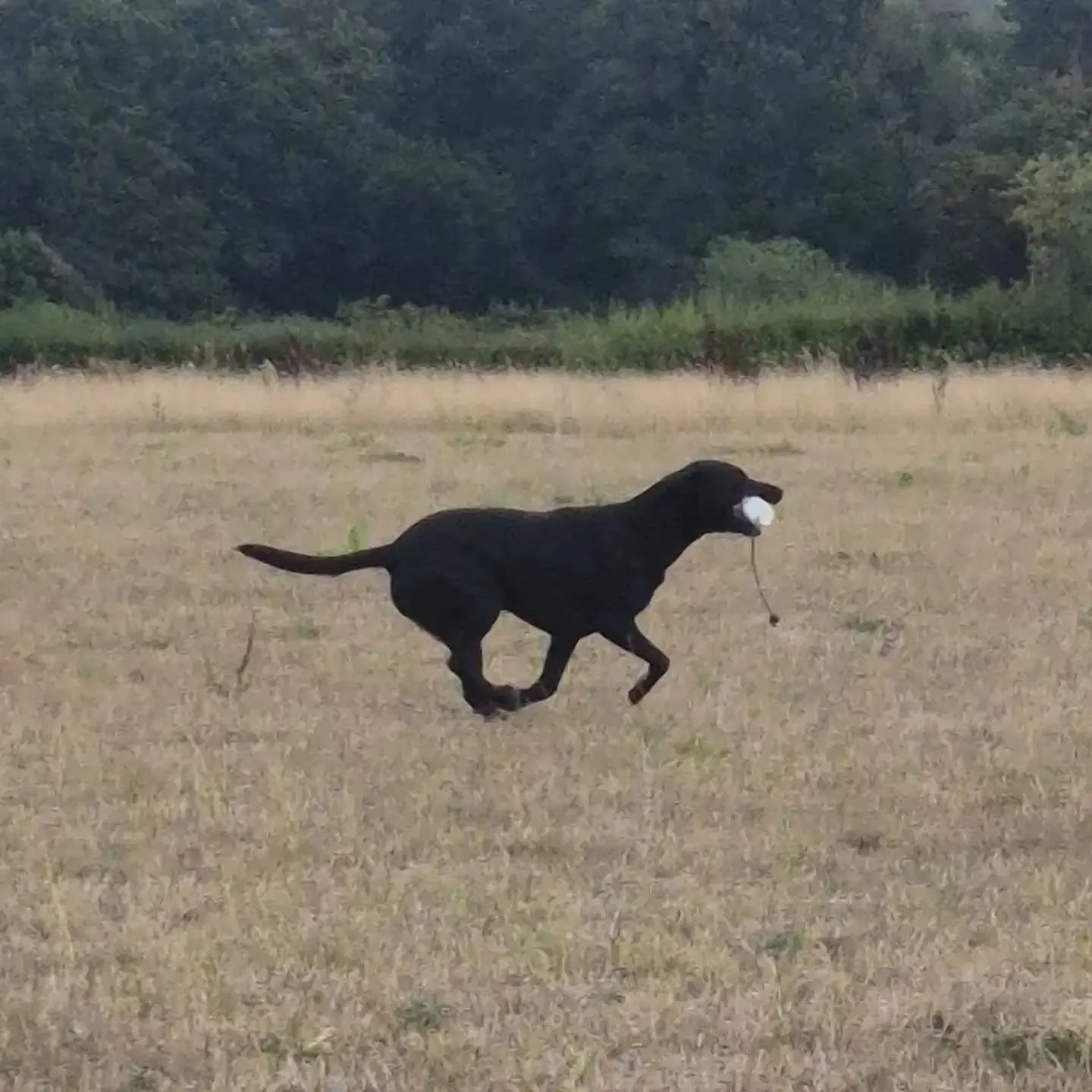 Beautiful Bella was more than a pretty face today! Excellent work on some very technical retrieves