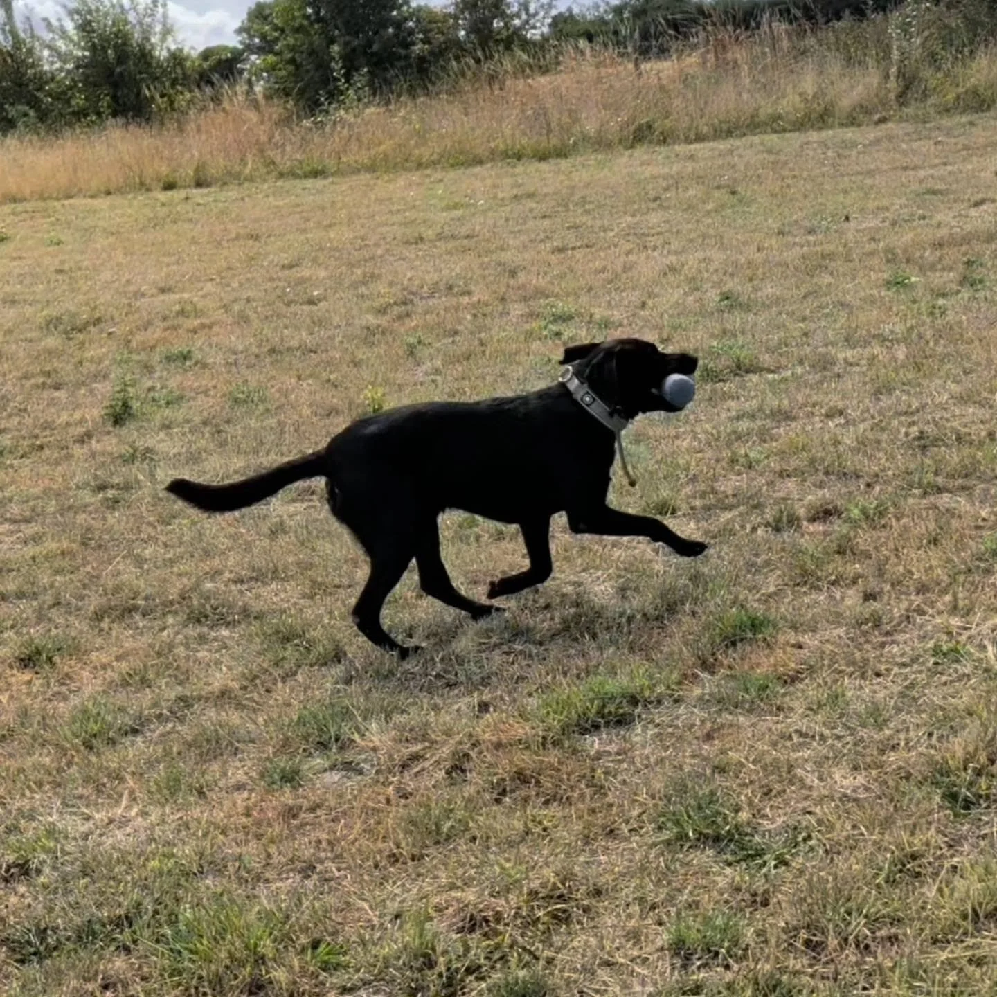 Well done Mary and Maverick 

#retrievertrainingkent #retrievertrainingmaidstone