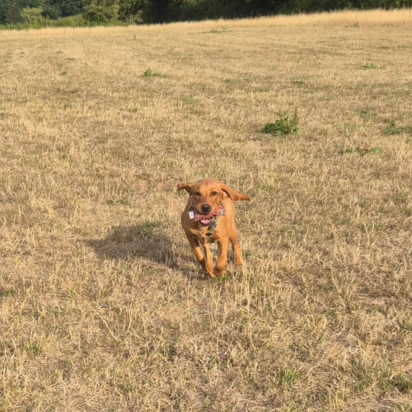 Lovely session with this young Labrador this afternoon 

Gundog foundations coming along nicely