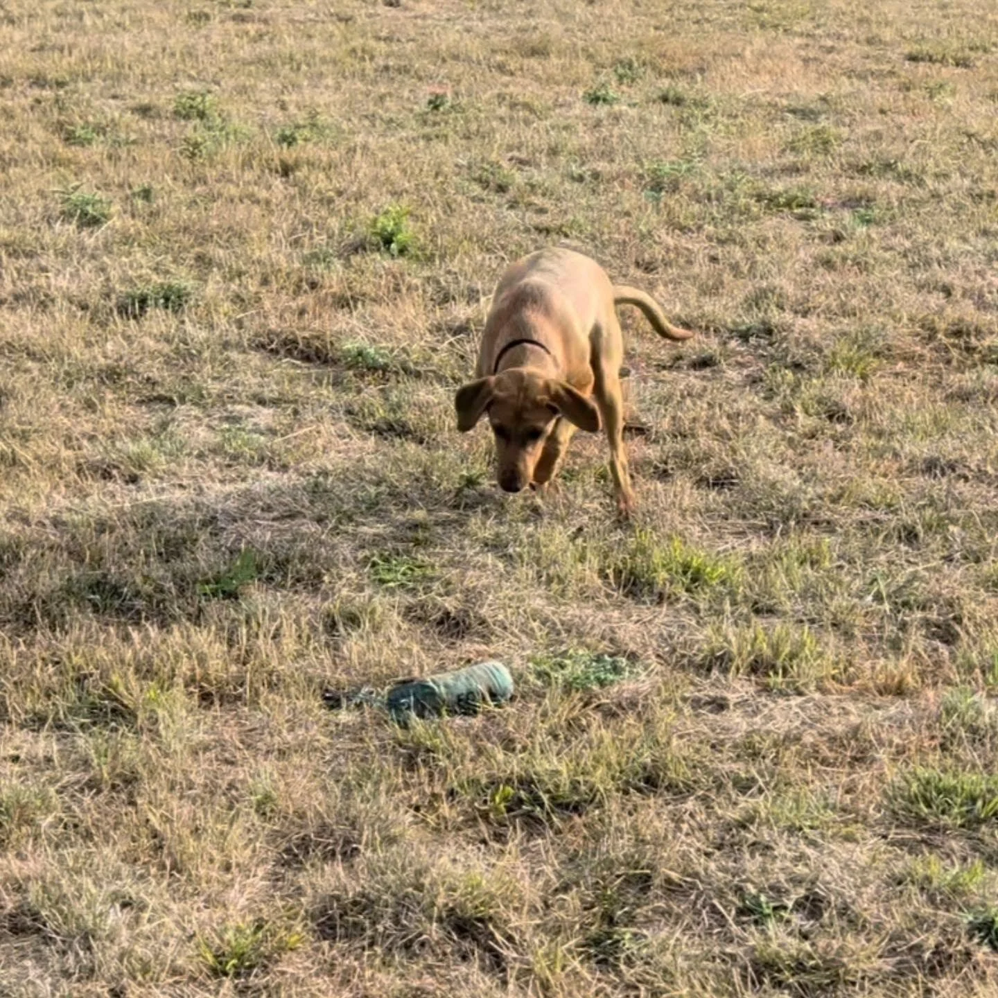 Gundog foundations with this lovely young Retriever this afternoon

One day she's going to be a peg dog...

#gundogfoundations #younglabrador #youngretriever