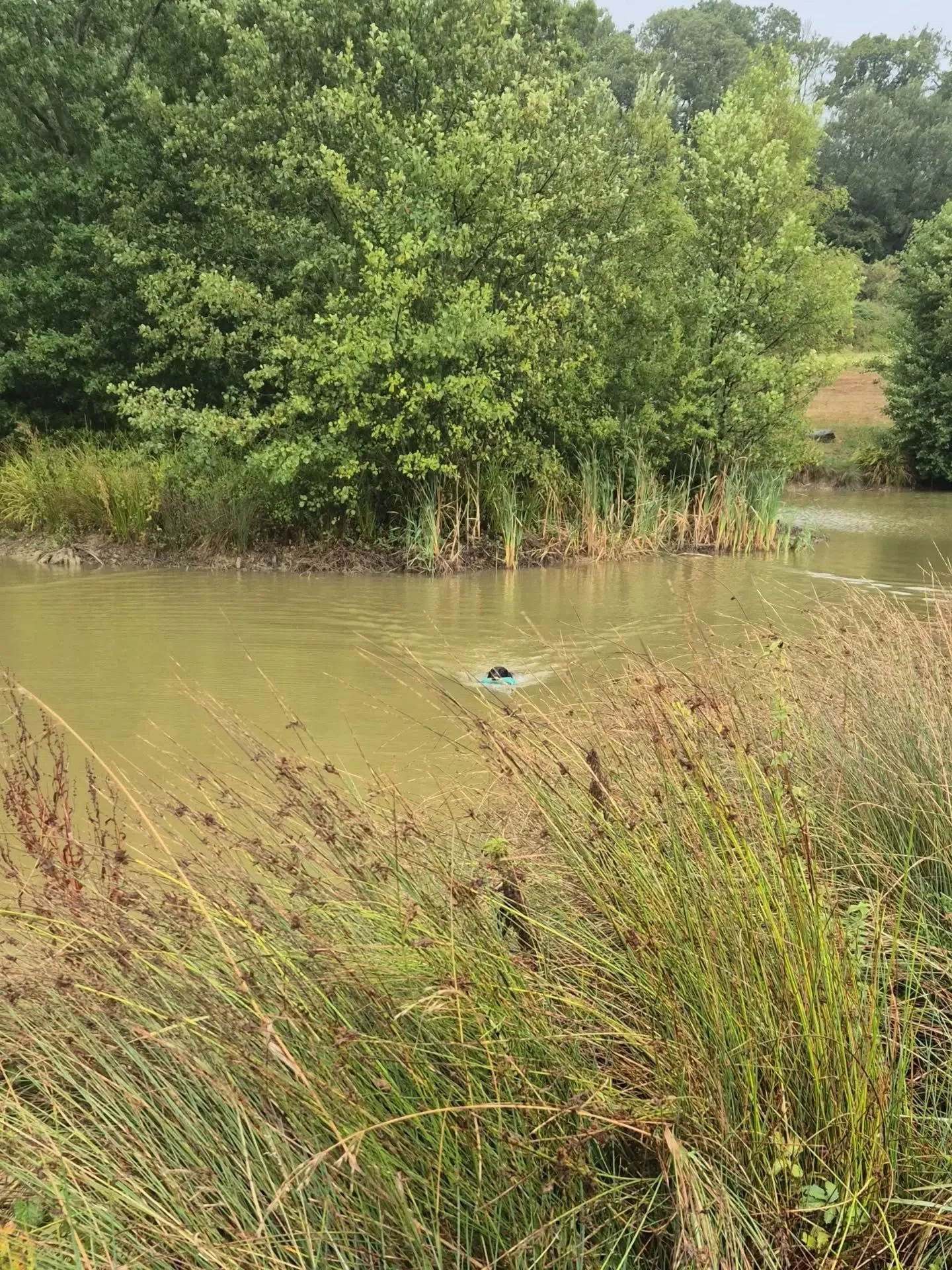 Yesterday we ran an advanced land and water training workshop for some of our clients 

The day consisted of elements required to pass the Royal KC working gundog certificate 

John who is a qualified assessor went through some of the theory and what