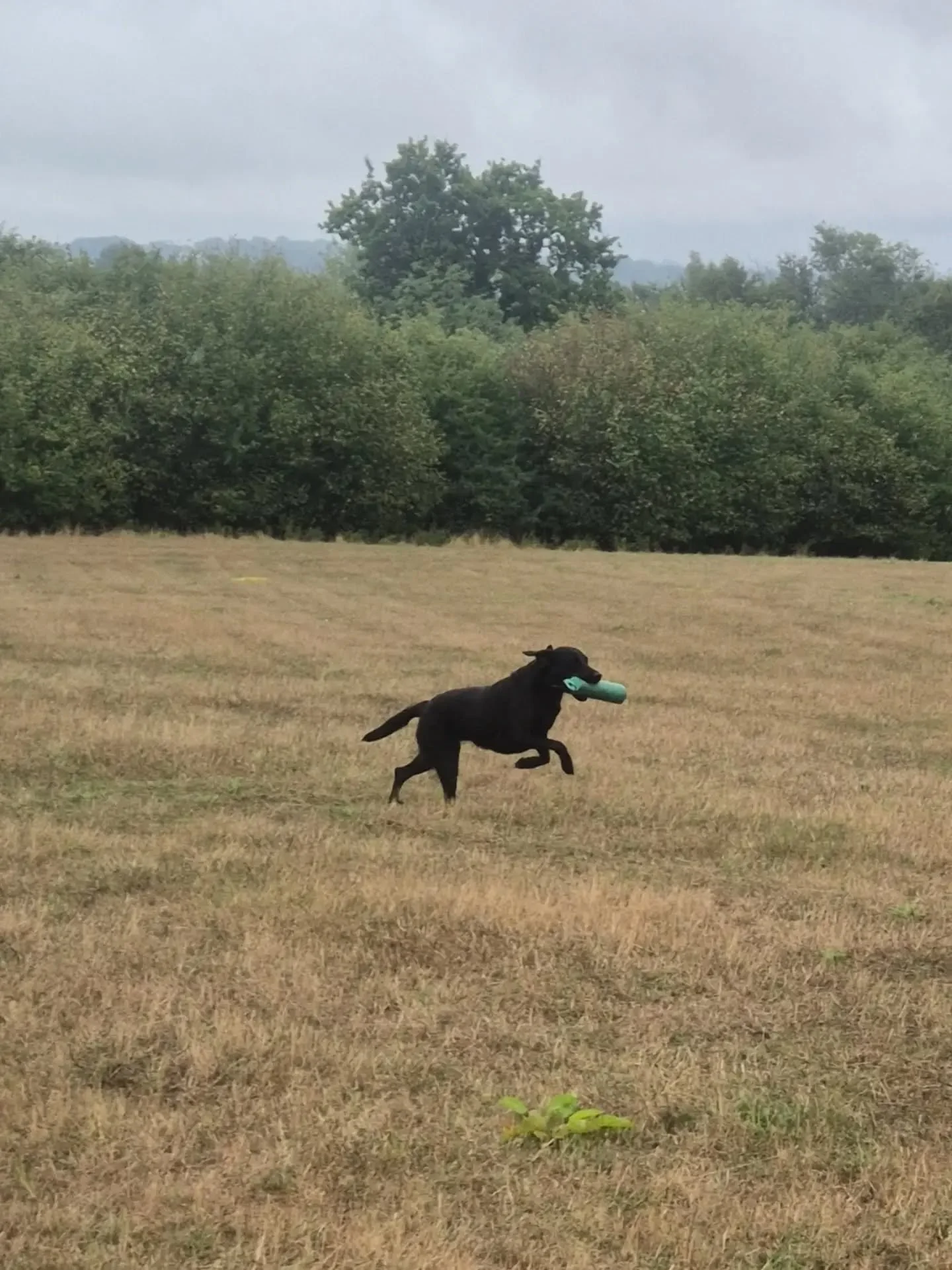 Yesterday we ran an advanced land and water training workshop for some of our clients 

The day consisted of elements required to pass the Royal KC working gundog certificate 

John who is a qualified assessor went through some of the theory and what