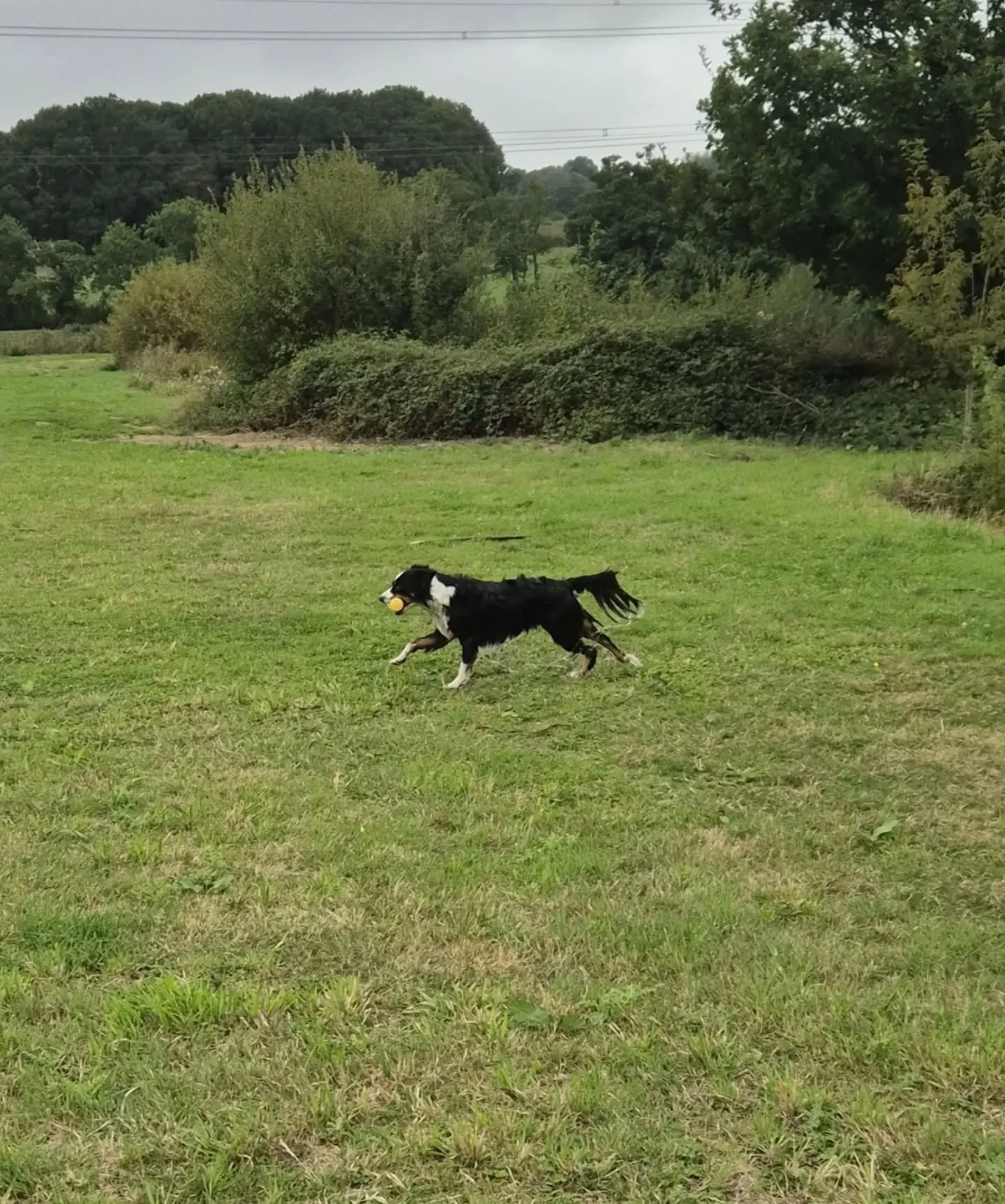 A lovely group for land and water training at @gardners_farm_gundog_training today 

We made use of the natural barriers, hunt areas, water whilst working on steadiness and honouring each other's retrieves 

#gundogskillstraining #traininggundogs