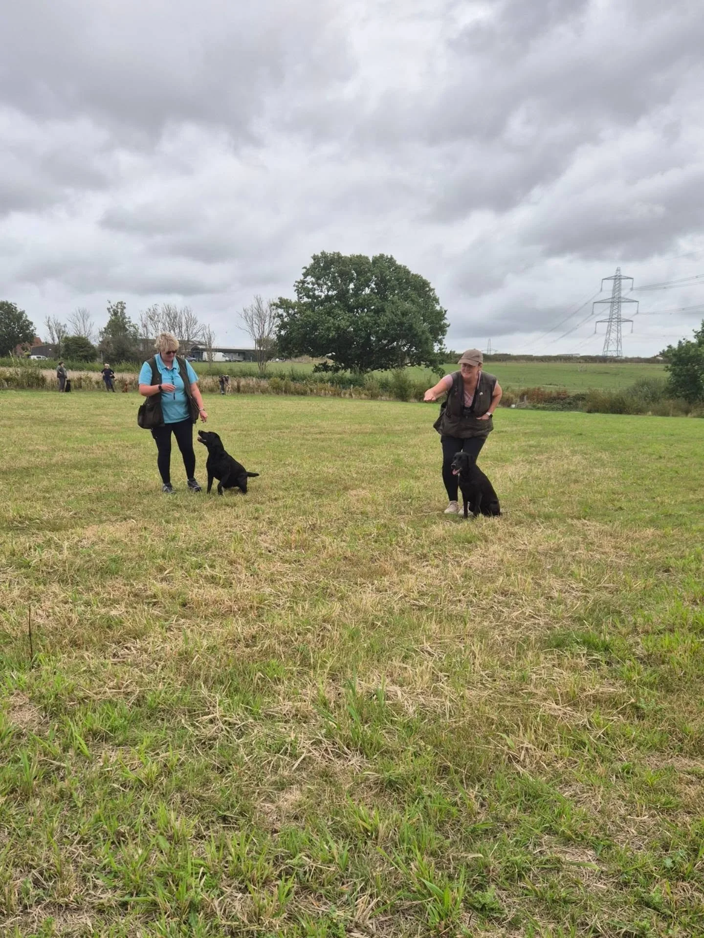 A lovely group for land and water training at @gardners_farm_gundog_training today 

We made use of the natural barriers, hunt areas, water whilst working on steadiness and honouring each other's retrieves 

#gundogskillstraining #traininggundogs