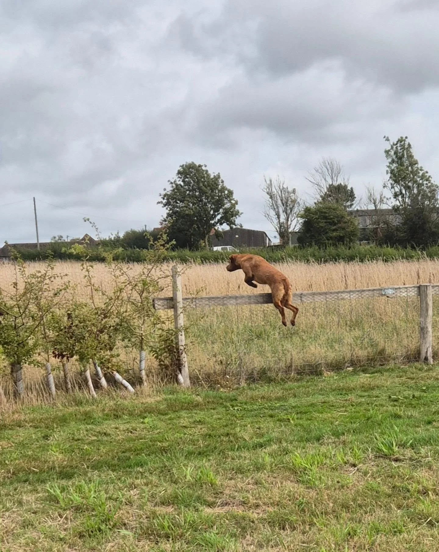 A lovely group for land and water training at @gardners_farm_gundog_training today 

We made use of the natural barriers, hunt areas, water whilst working on steadiness and honouring each other's retrieves 

#gundogskillstraining #traininggundogs