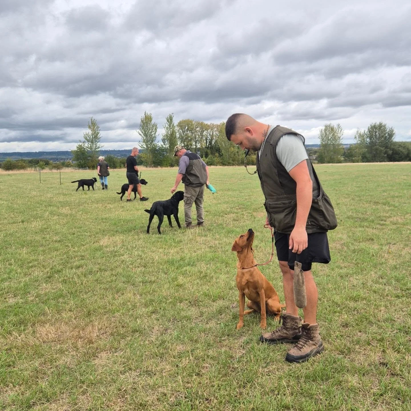 Gundog foundations with these 4 Labrador Retrievers this morning 

Loose lead walking, steadiness, memory retrieves in cover, hunting an area, and stop whistle foundations 

#retrievingincover #retrievertrainingkent #gundogfoundations #gundogtraining