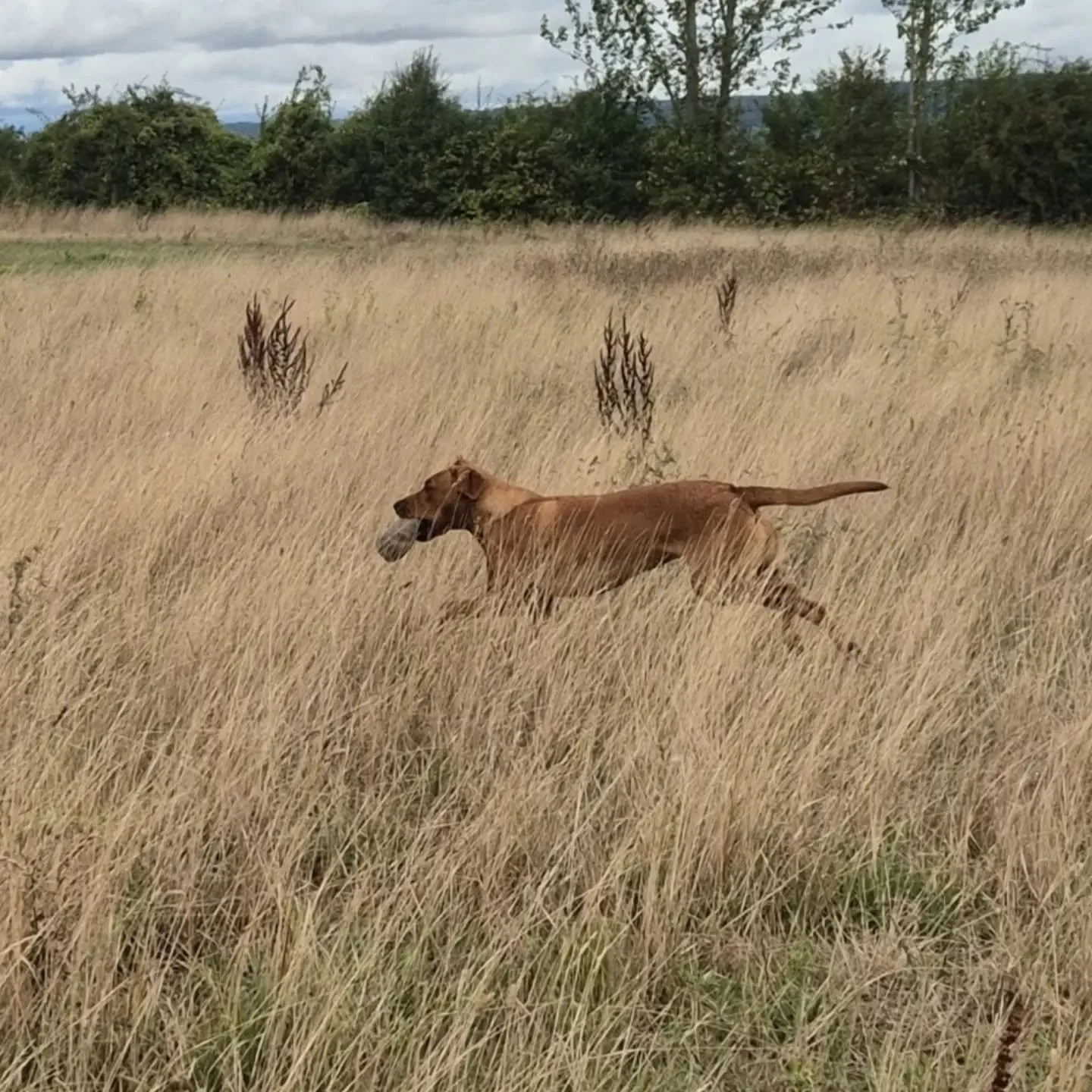 Working on working in cover and using a back wind with these young Retrievers 

#huntingdogtraining #huntinglabrador #retrievertraining #retrievertrainingmaidstone