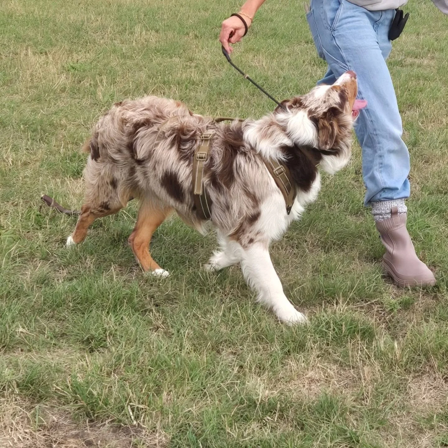 Such a great session with this fearful dog this afternoon. We made huge progress in his ability to deal with stress, he even watched some cars go by. We also taught him how to respond to lead pressure, and to follow rather than run away. 

This is ju