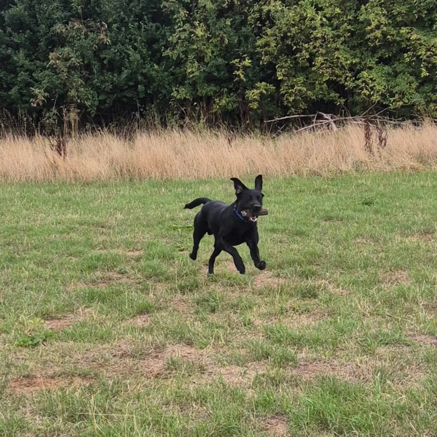 Fabulous fun with this young Labrador! 

He's so much more confident around me now and loved his introduction to hunting today 

#youngretriever #foundationtraining #gundogfoundations