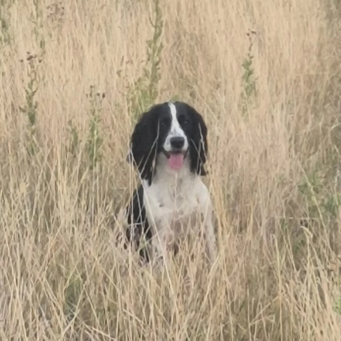 Stop to flush with Twiggy 

#cockerspaniel #cockerspanieltraining 

@cl_canine_solutions