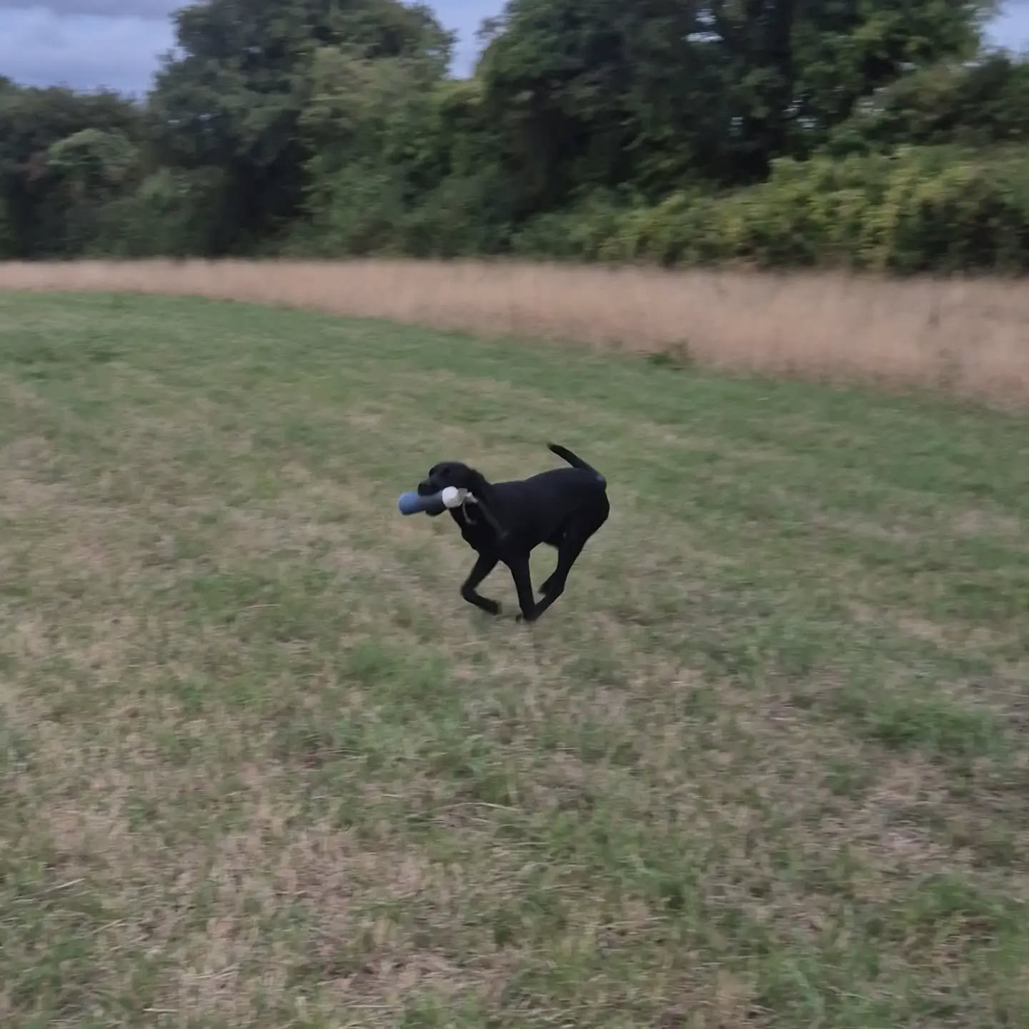 Well done Wilma, fantastic puppy gundog 121 

#gundogskillstraining #gundogfoundations