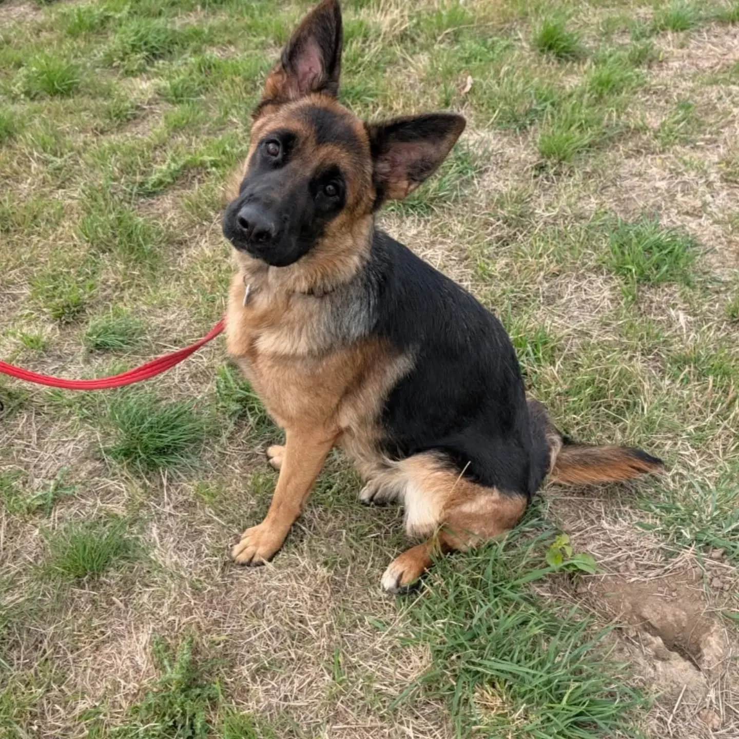 121 with this young German Shepherd today. Basic obedience with recall training 

#recalltraining #basicobediencetraining