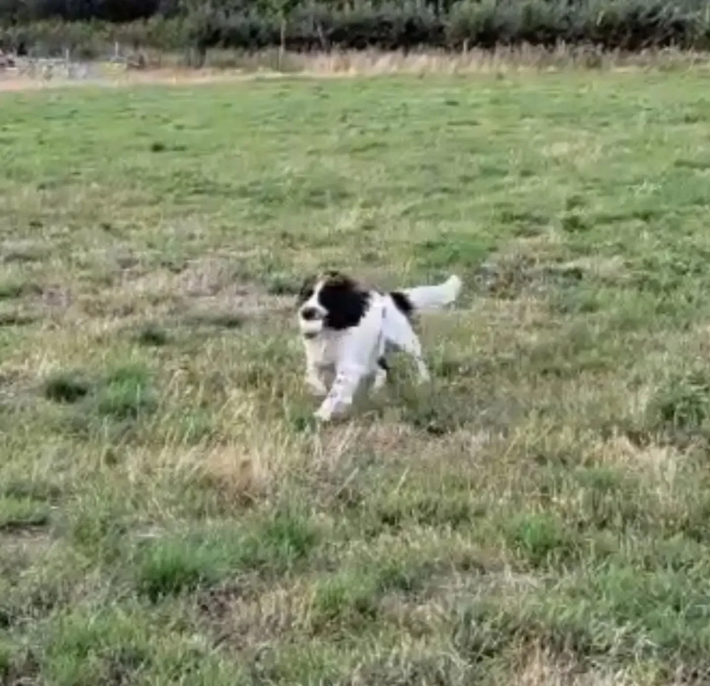 First session with this enthusiastic dog today 

#introductiontogundogtraining #gundogfoundations