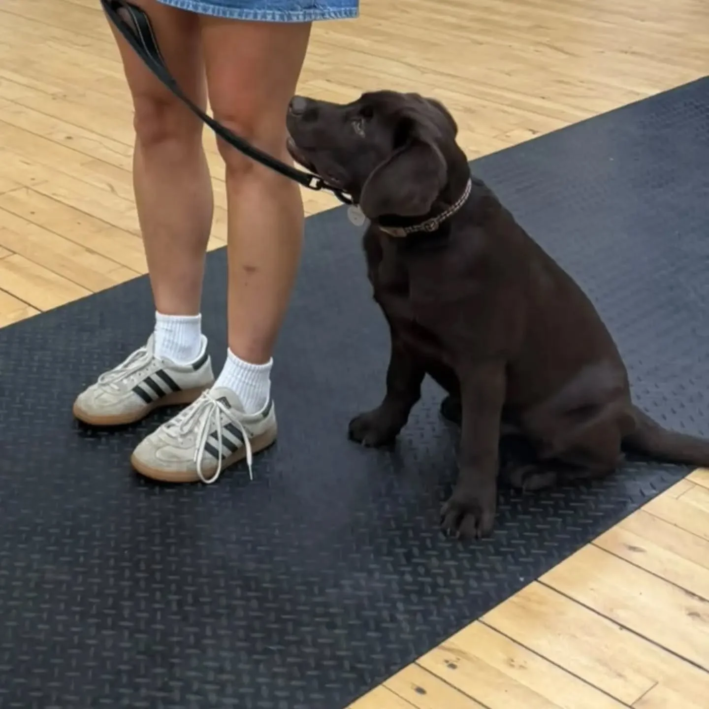 Puppy foundation class this evening included loose lead walking, recall, polite meet and greet, doorway manners, and leave 

#puppyfoundations #puppyfoundationtraining #puppytrainingkent #puppyclassesmaidstone