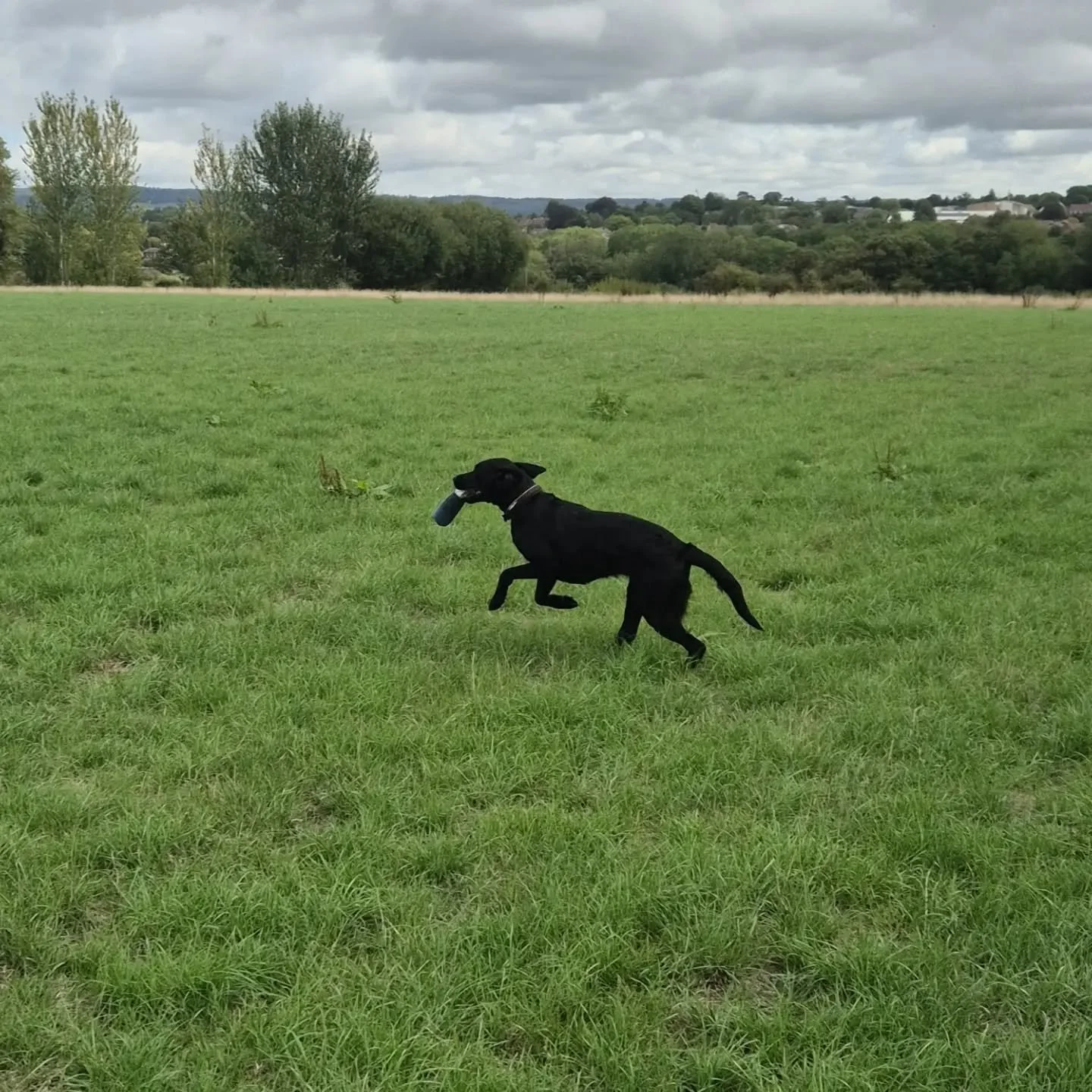 Tia learning to follow the arm on a blind retrieve, building confidence when hunting and jump retrieve training 

#jumpretrieve #blindretrievetraining 

@bodie_74