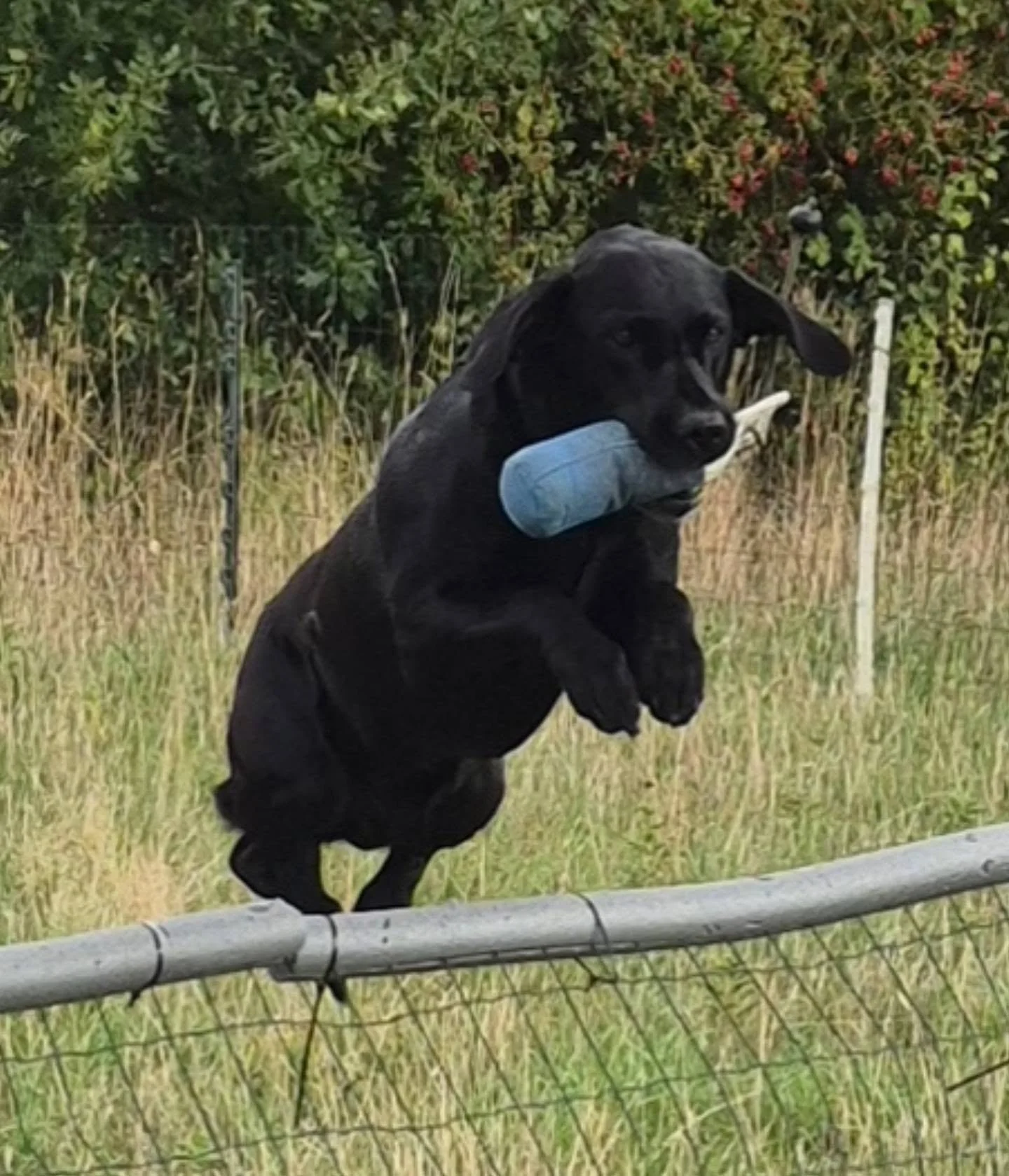 Blinds on the angle, jump retrieves, and stop whistle when she thinks she knows best with Skye @bodie_74 

#retrievertraining #retrievertrainingmaidstone