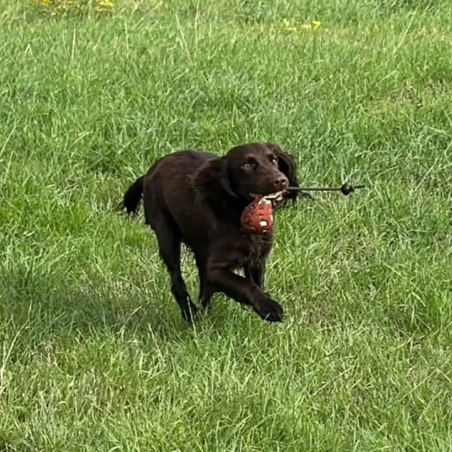 A few more from this mornings novice spaniel class 

#spanieltraining
#novicespaniel