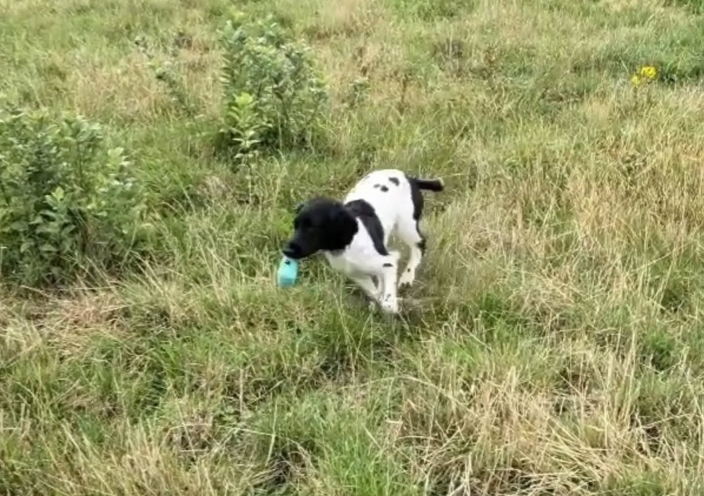 Lovely to see Minnie today! Coming on so nicely 

#springerspaniel #springerspanieltraining #gundogfoundations
