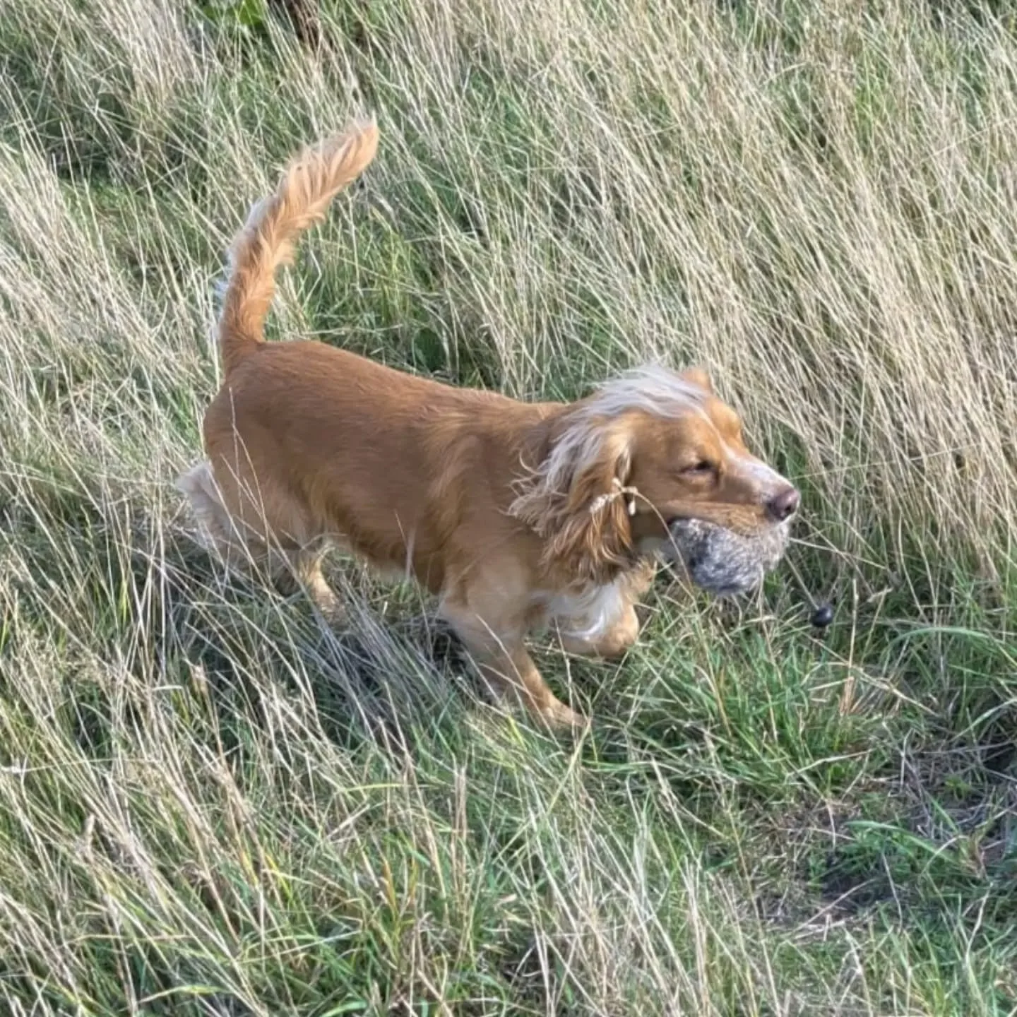 Casper enjoying his gundog session today 

Stop to flush/movement and hunting