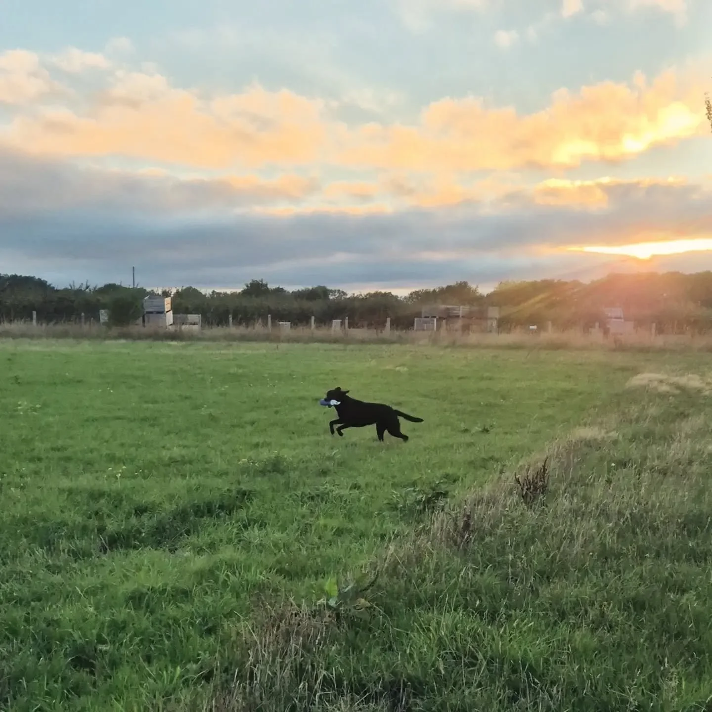 Purdey ❤️ 

Great session this evening, some lovely work 

#retrievertraining #retrievertrainingkent #retrievertrainingmaidstone