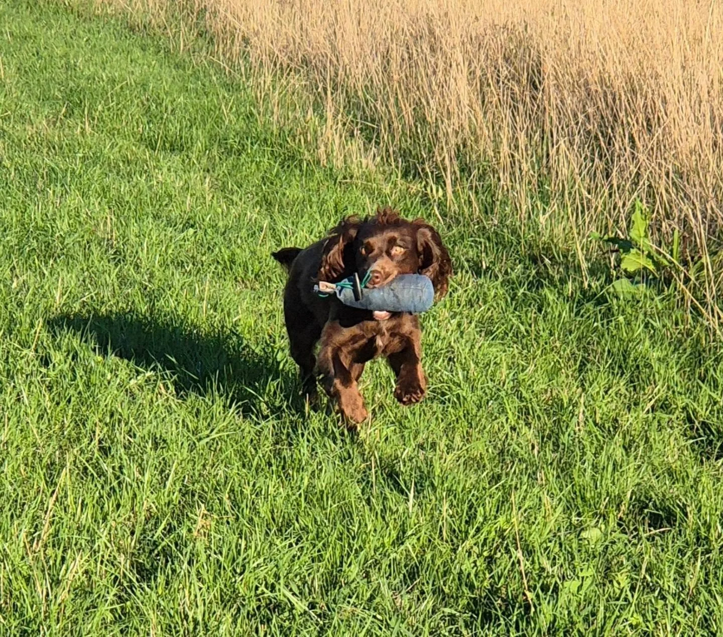 Ruby is a real little gem 💎 

Steadiness and stop to flush 

#steadinessforgundogs #stoptoflush