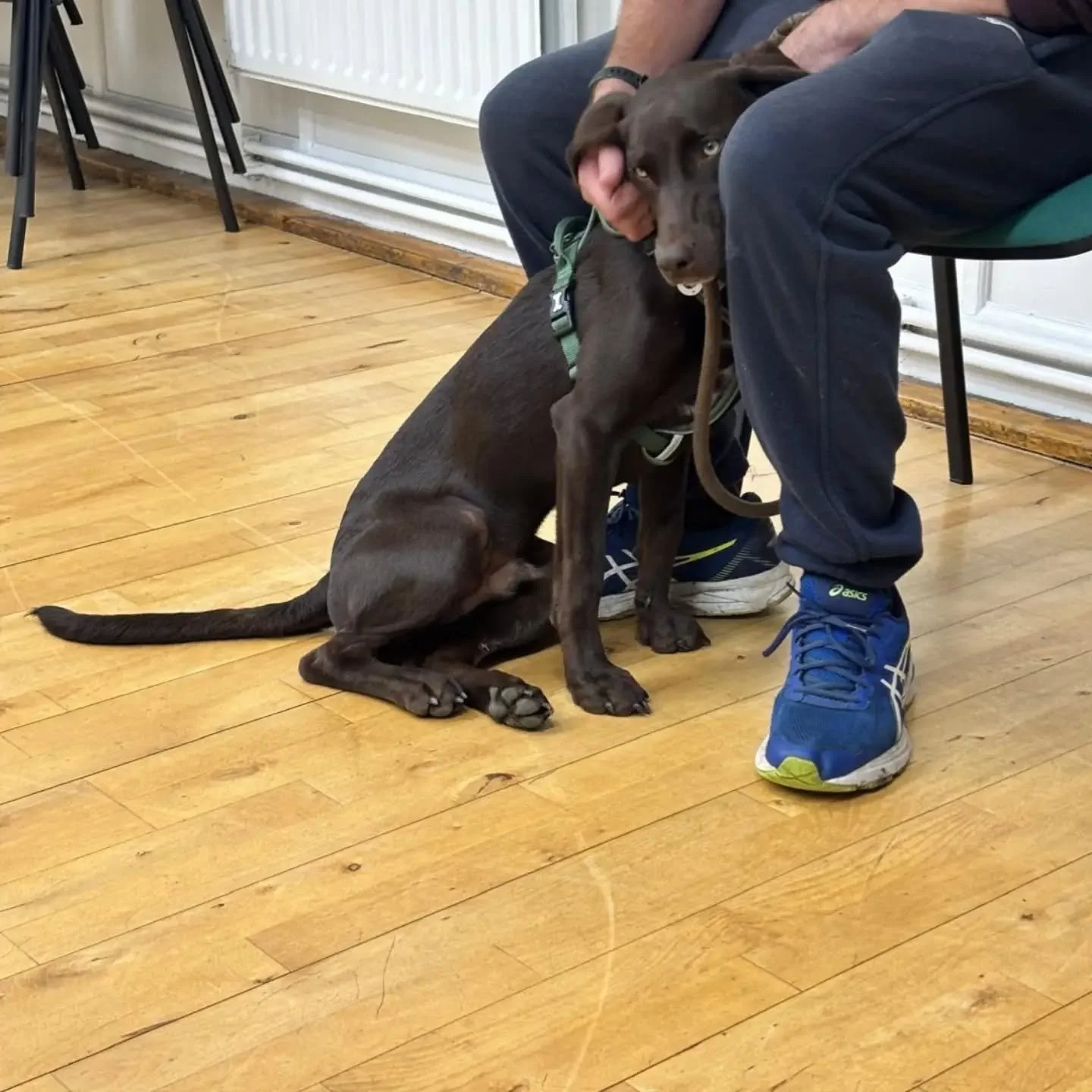 Puppy foundation class this evening 

Loose lead walking, recall, and puppy retrieves were all included 

#puppyclassesmaidstone #puppytrainingkent