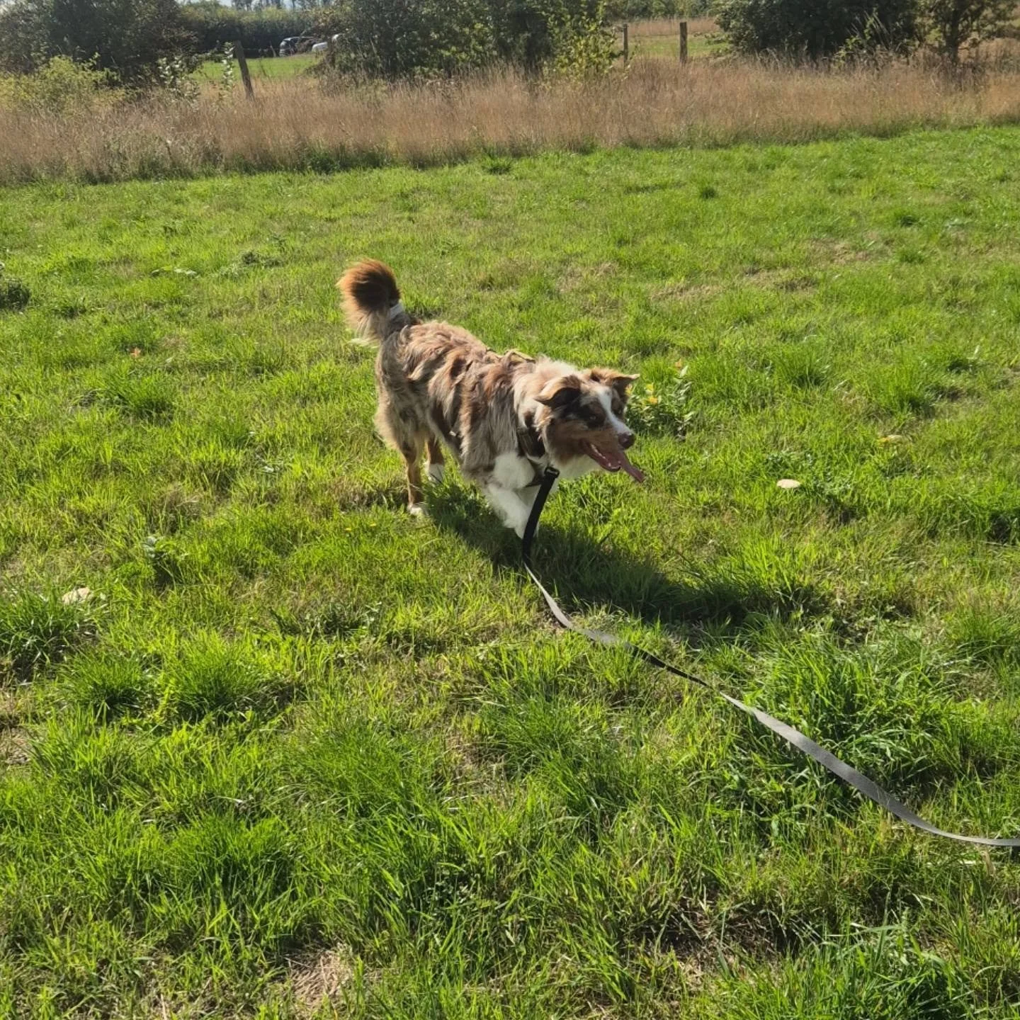 Teaching this young Collie how to respond to lead pressure, building a reward history in the heel position, and recall