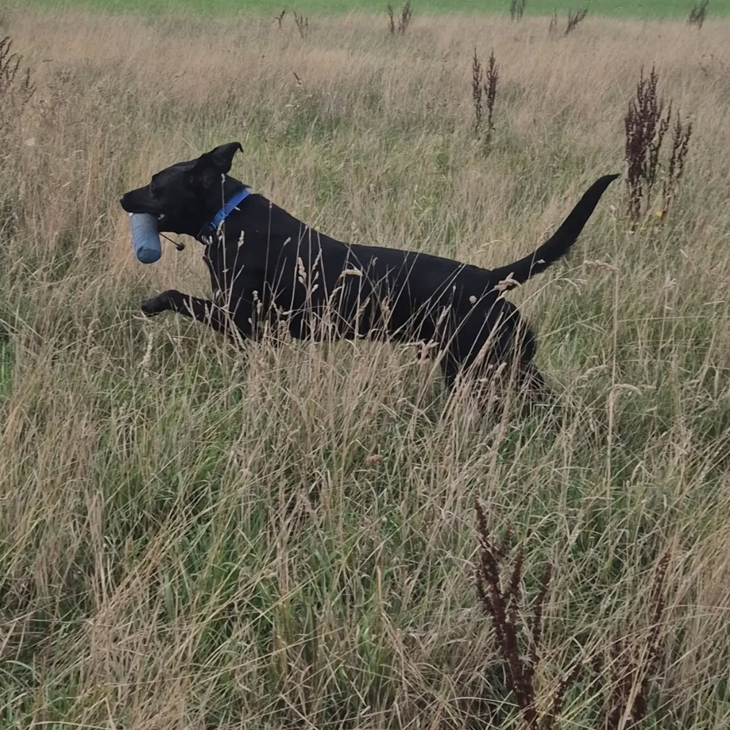 Super session with Shadow 💙

We worked through straight lines on memory retrieves, marking in cover, how the wind affects hunting and how coloured dummies affect the dogs learning 

#retrievertraining
#retrievertrainingmaidstone
#retrievertrainingke