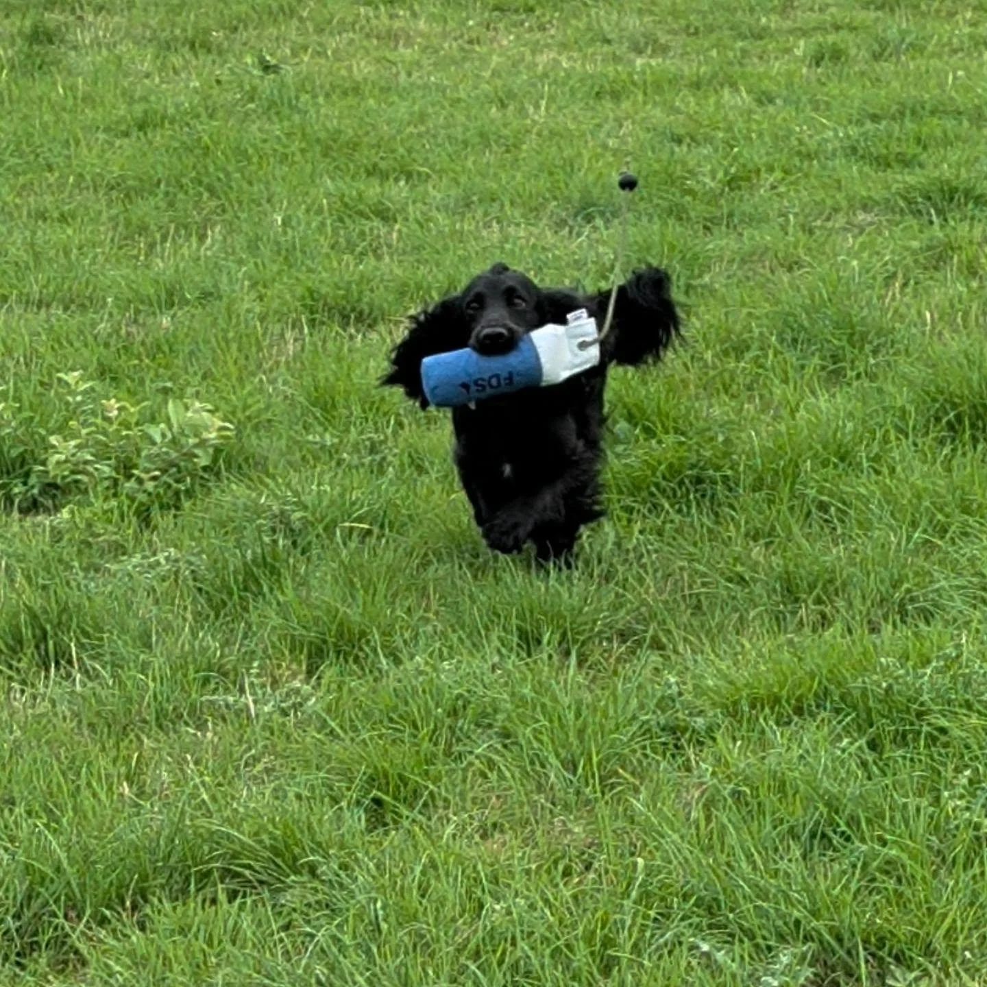 Stop to flush and quartering with this Spaniel