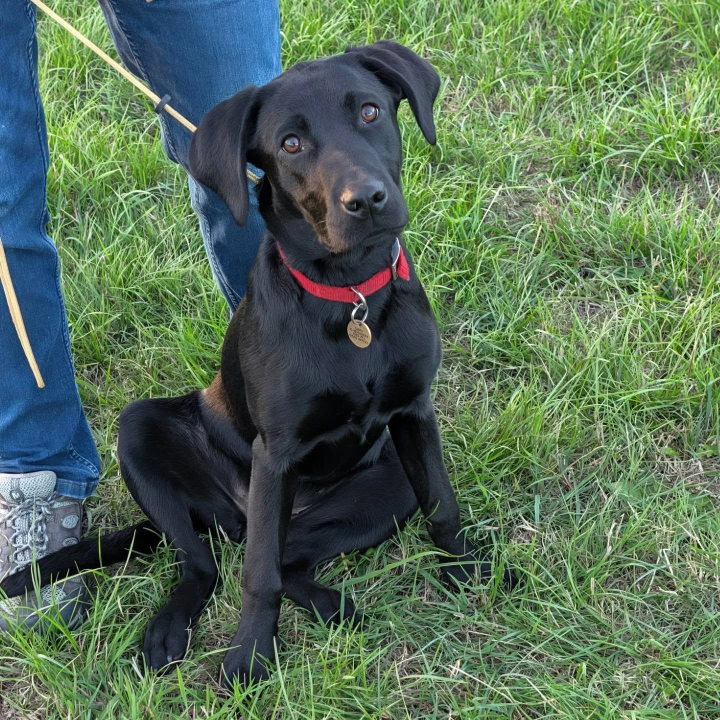 A lovely Labrador puppy for foundation training today