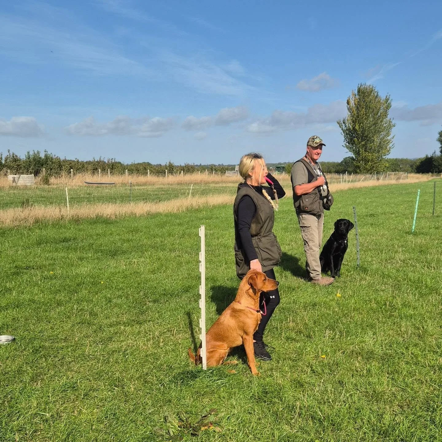 Retriever foundation training with these gorgeous young gundogs in training this morning 

Steadiness, using a head wind and a back wind on memory retrieves, and marking in cover 

#retrievertrainingkent #retrievertrainingmaidstone #gundogtrainingken