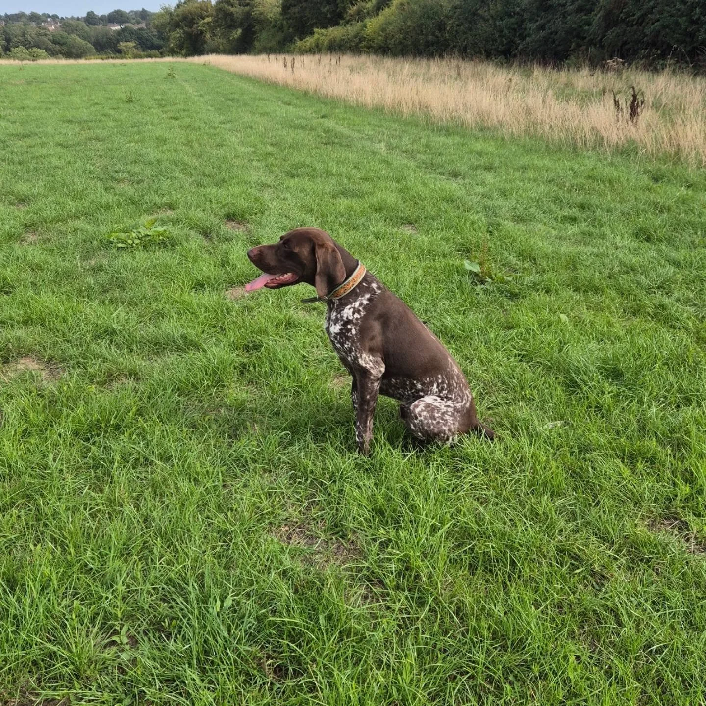 Watson the German Shorthaired Pointer Hunting, Retrieving, steadiness, and an unplanned bird...

#gsp #germanshorthairpointers #hprintraining