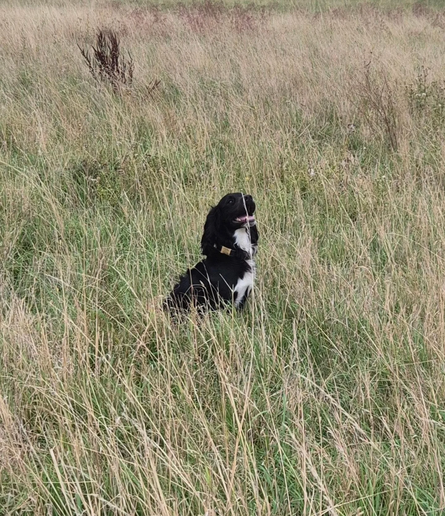 Cracking session with these guys this afternoon 

Hunting, stop to flush, stop to shot, and using a head wind and back wind for retrieving 

#cockerspaniel #springerspaniel #spanieltraining