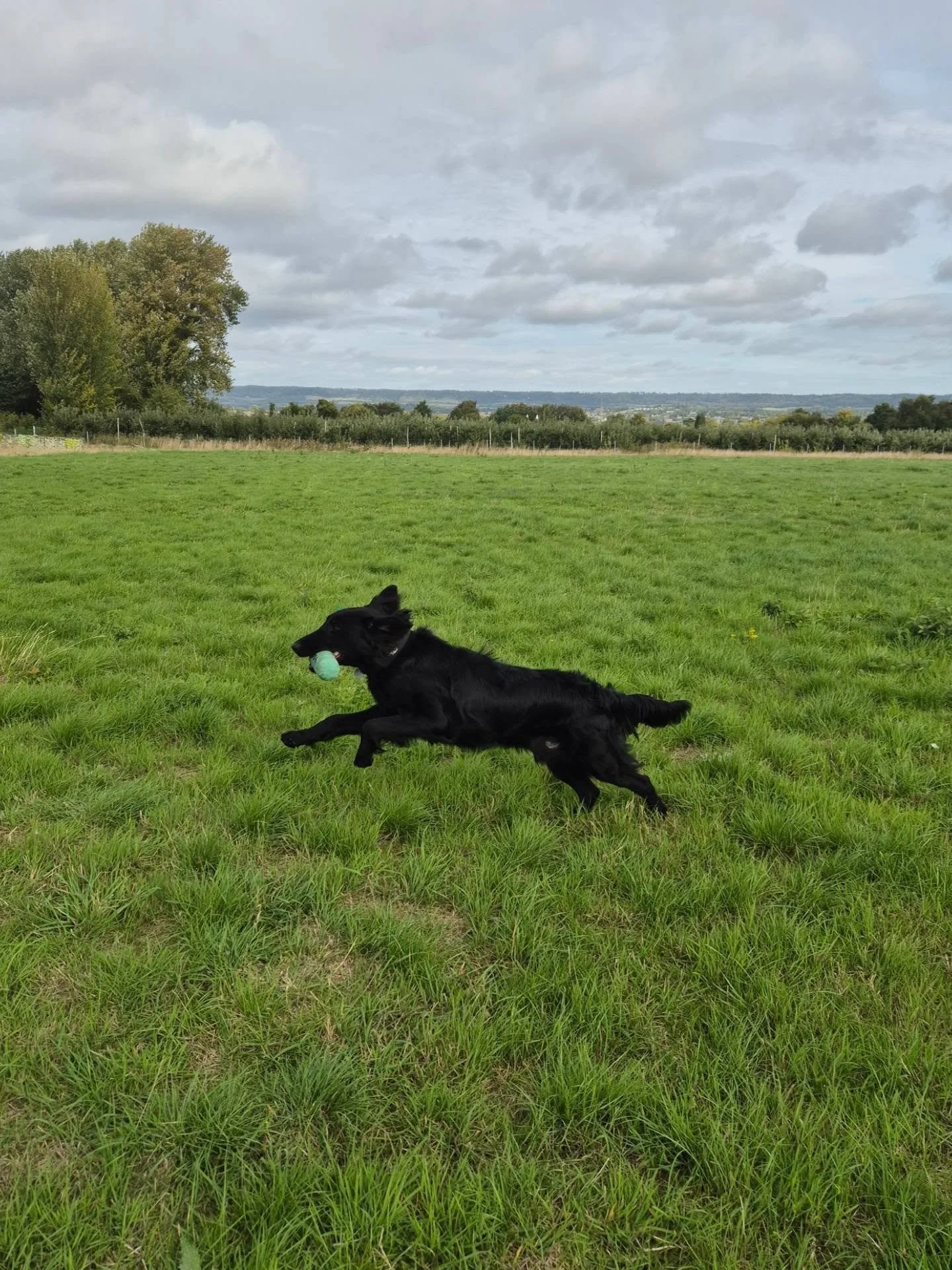 Fantastic 121 with this young Flatcoated Retriever this morning 

#flatcoatedretriever #gundogfoundations #foundationtraining