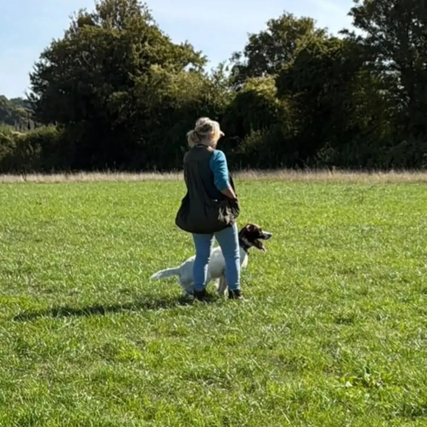 Super session with the spaniels this morning 

Being put through their paces with steadiness by John and Amy! 

#spanieltraining #spanielsquad #spanieltrainingofinstagram