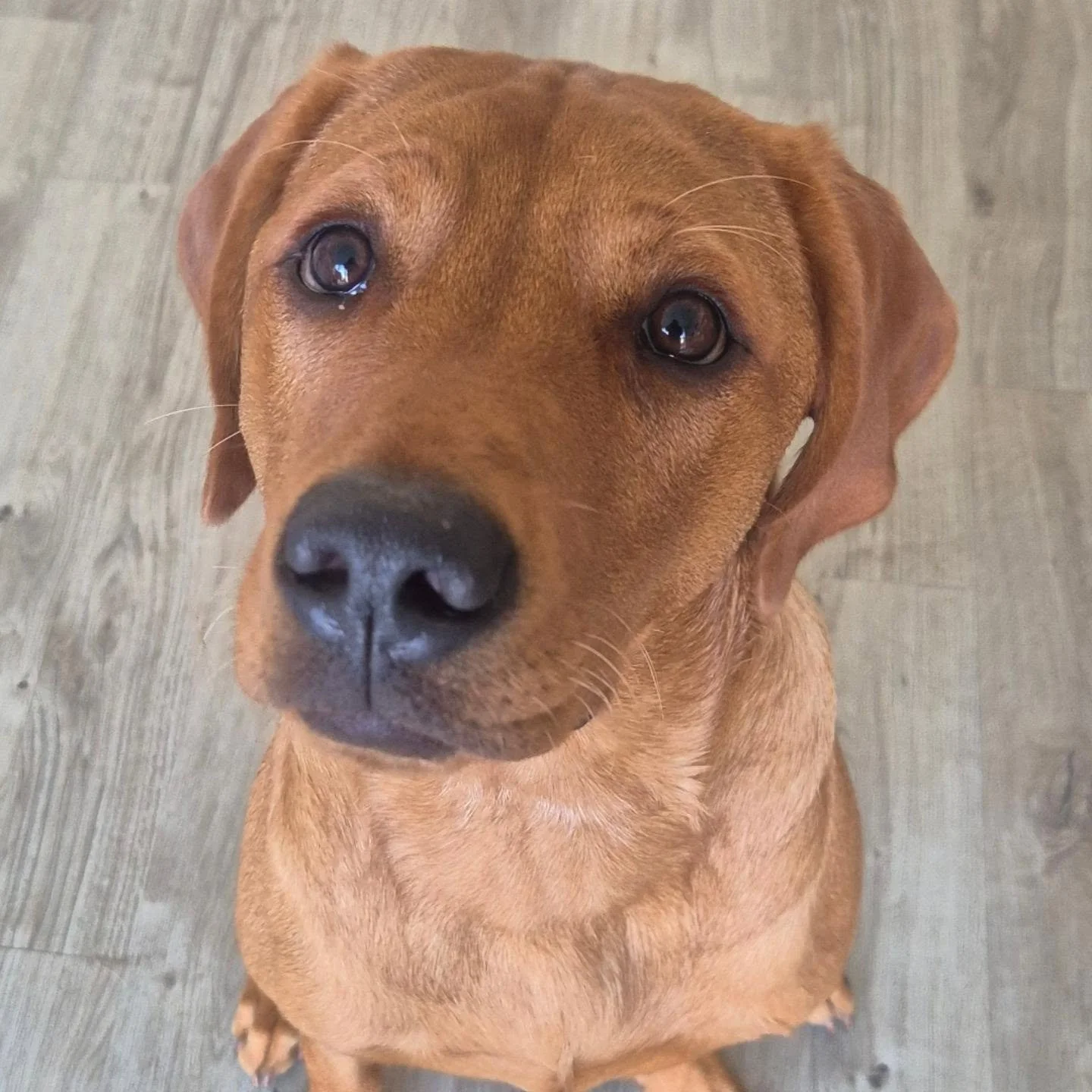 Had the pleasure of working with this gorgeous young Labrador this morning 

Adolescence can be a super challenging time for both dog and owner...

With hormones raging, boundary pushing, second fear phases and rollercoaster training sessions, someti