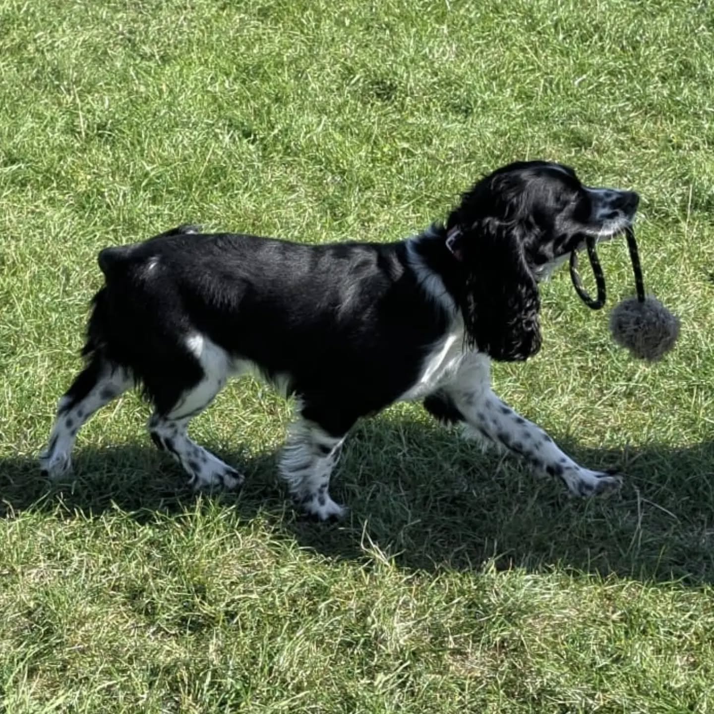 Sydney enjoying some training in the sunshine today 

@sydney_cockalier 

#cockalier #fungundogtraining