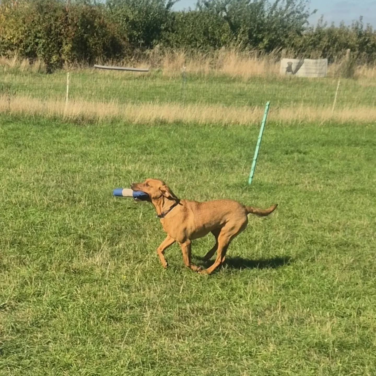 Lucky loving some new challenges during her gundog 121 this morning 

An introduction to natural barriers and hunting in cover, plus learning about using a back wind and a head wind 

#gundogfoundations #gundogbasics #gundogtrainingkent