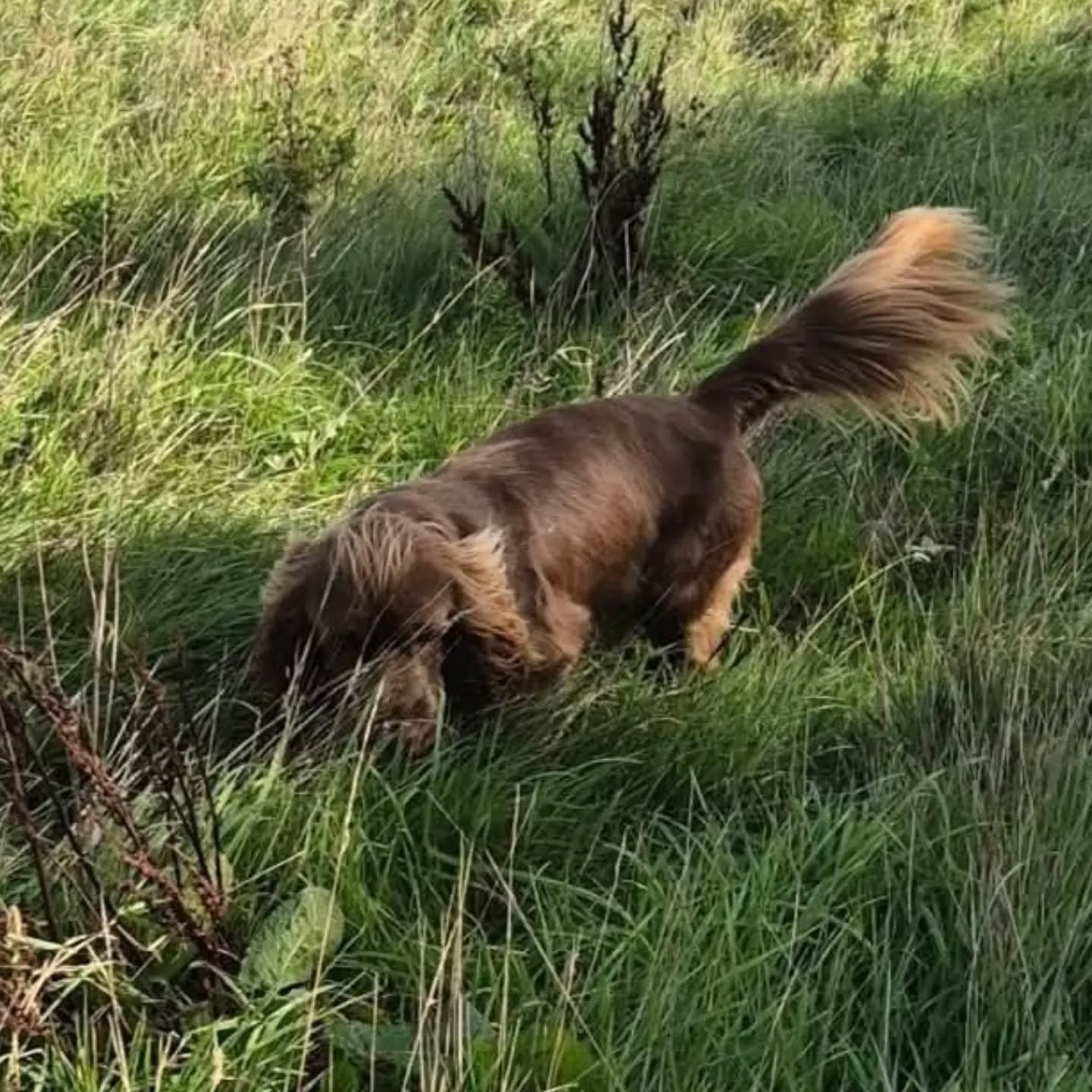 Super session with Kai the Sussex Spaniel this morning 

Stop whistle and stop to flush training 

#sussexspaniel #spanieltraining #spanieltrainingofinstagram