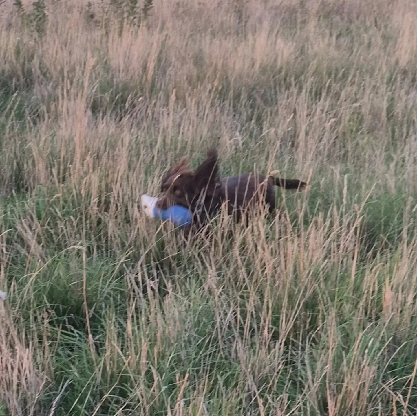 Ruby, her enthusiasm is contagious 

#cockerspanielsofinstagram #cockerspanieltraining