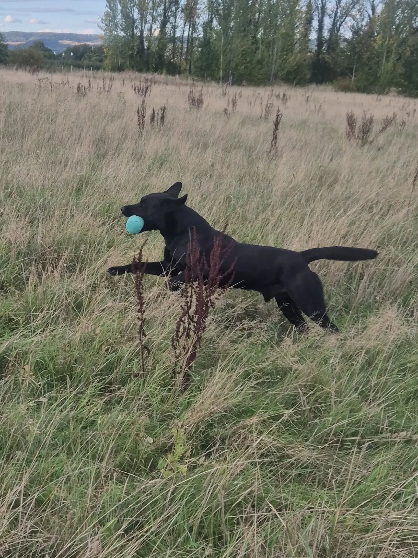 Nice bit of gundoggery with this handsome lad tonight, plus some sharpening up of his 'leave' training 

#gundogtrainingkent ##gundogtrainingmaidstone