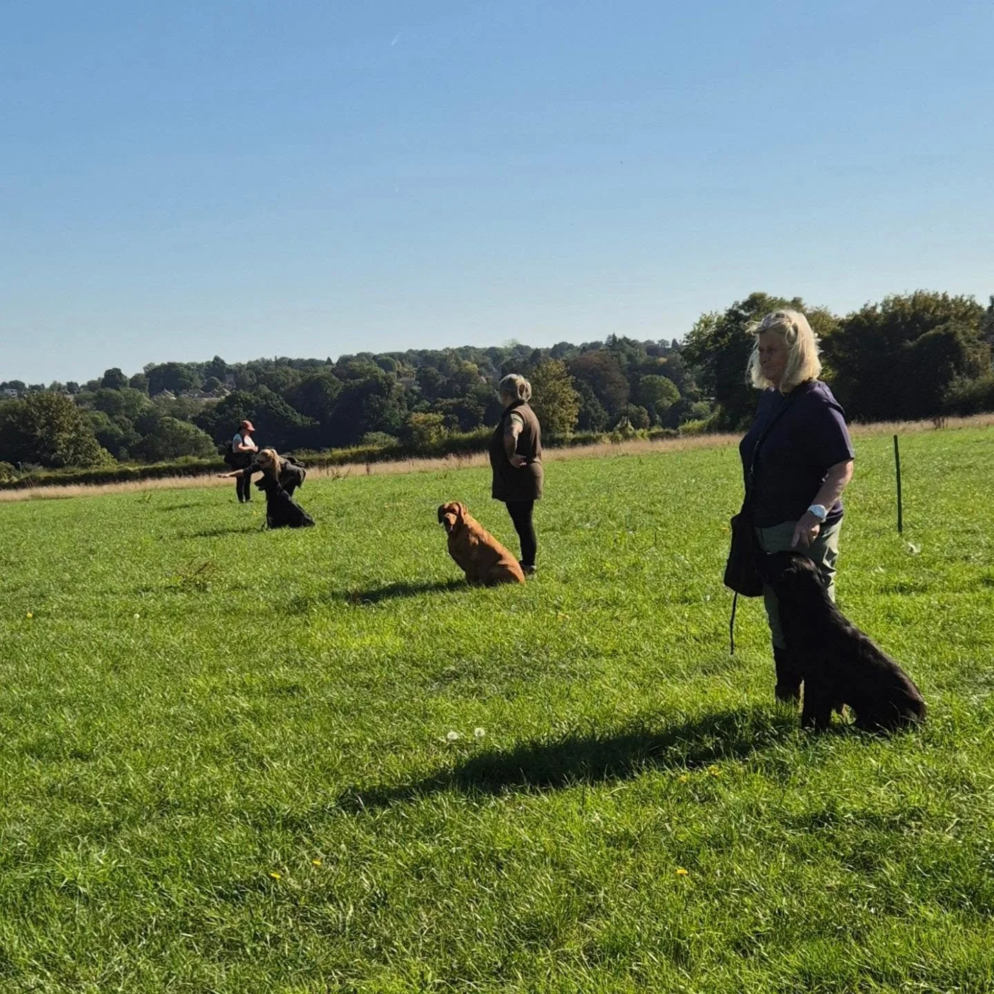 Three Retrievers and a Flatcoated Retriever working through some mini simulated drives, blinds with distractions, delayed marks, and shoot day scenarios 

@carols.working_gun_dogs @laurentabony @spiriteddogkent 

#retrievertraining #retrievertraining