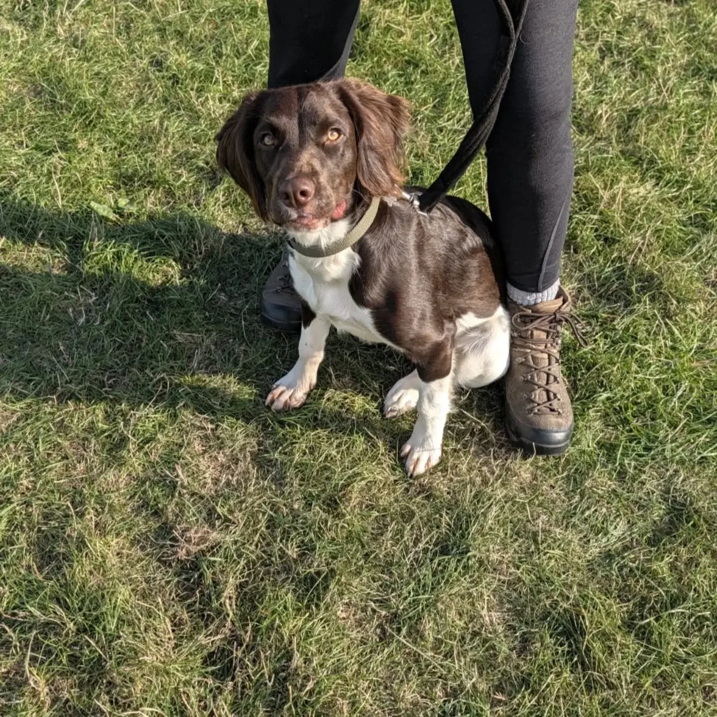 When this young Springer Spaniel grows up, she wants to be a beating dog 

#youngspringer #younggundog