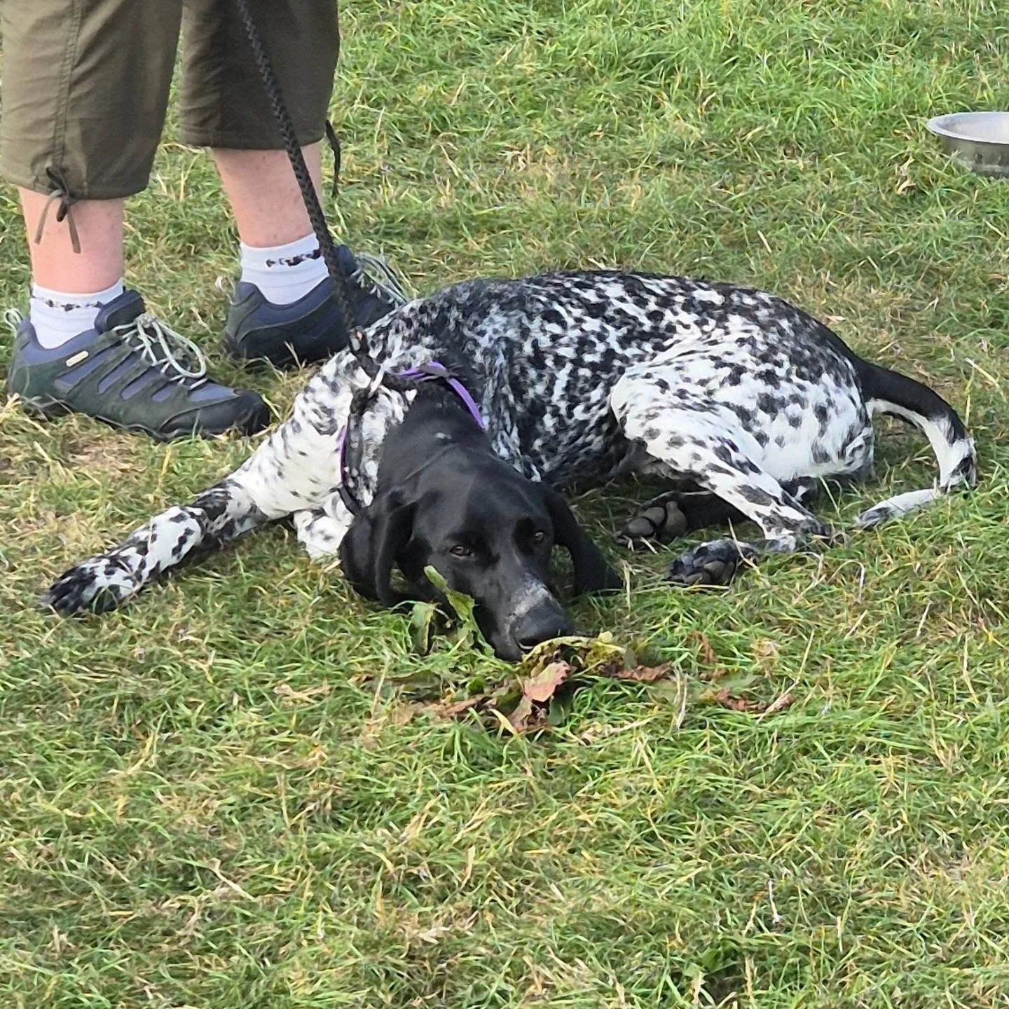 Gundog foundations, class one! Smashed it! 

#gundogfoundations