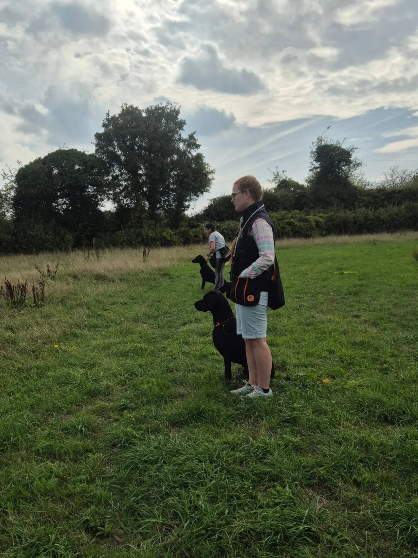 Beginner gundogs and their handlers learning about wind directions and how they affect scenting conditions, an introduction to blind retrieves, and taking directions to the next level 

#beginnergundogtraining #springerspaniel #labradors 

@mac_fundo