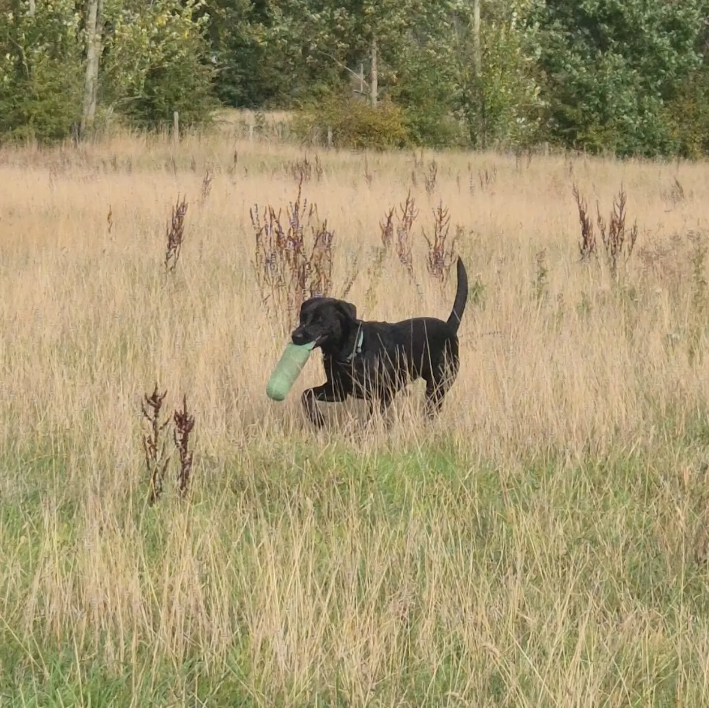 Beginner gundogs and their handlers learning about wind directions and how they affect scenting conditions, an introduction to blind retrieves, and taking directions to the next level 

#beginnergundogtraining #springerspaniel #labradors 

@mac_fundo