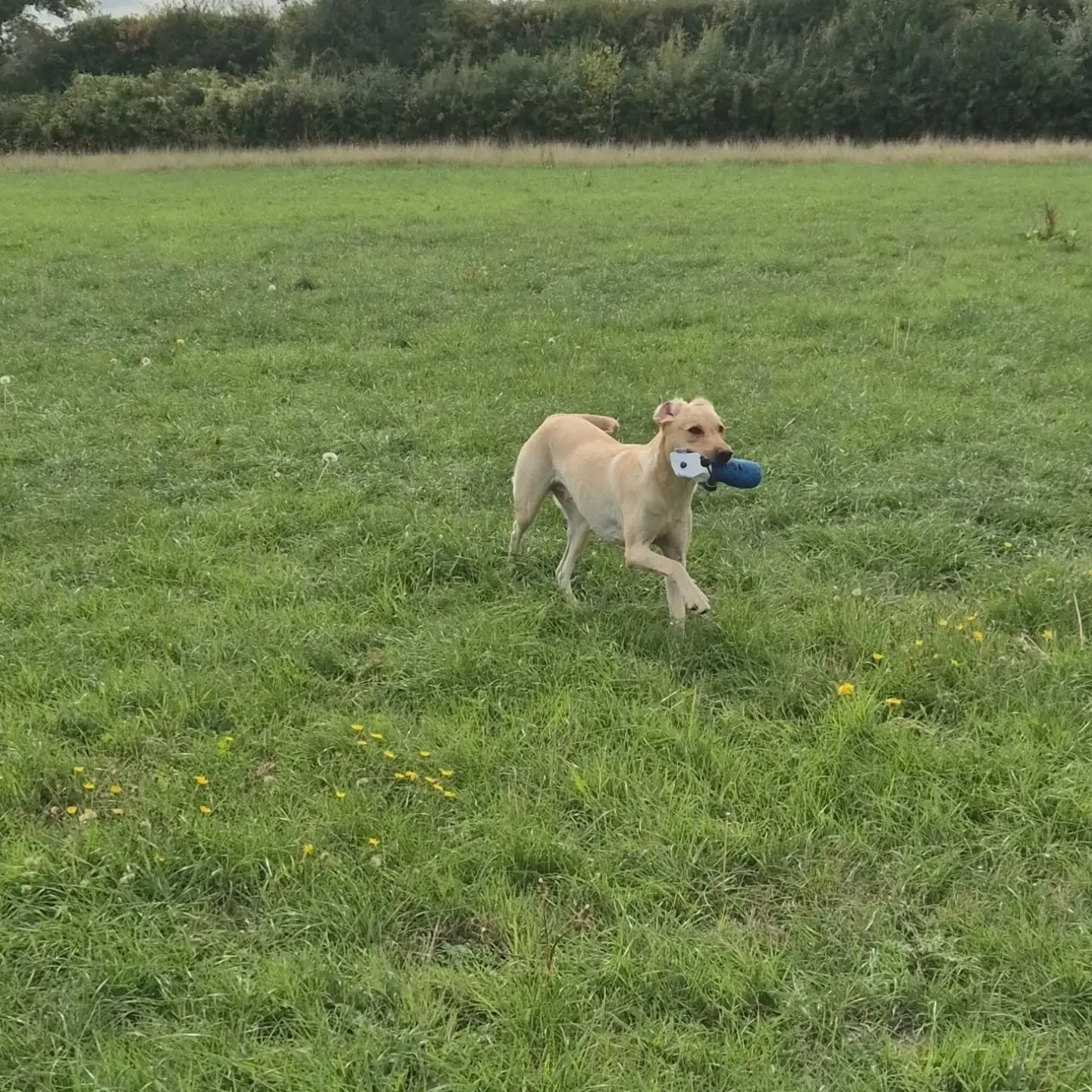 Blinds and walked up training with Lainey 

#blindretrievetraining #walkeduptraining