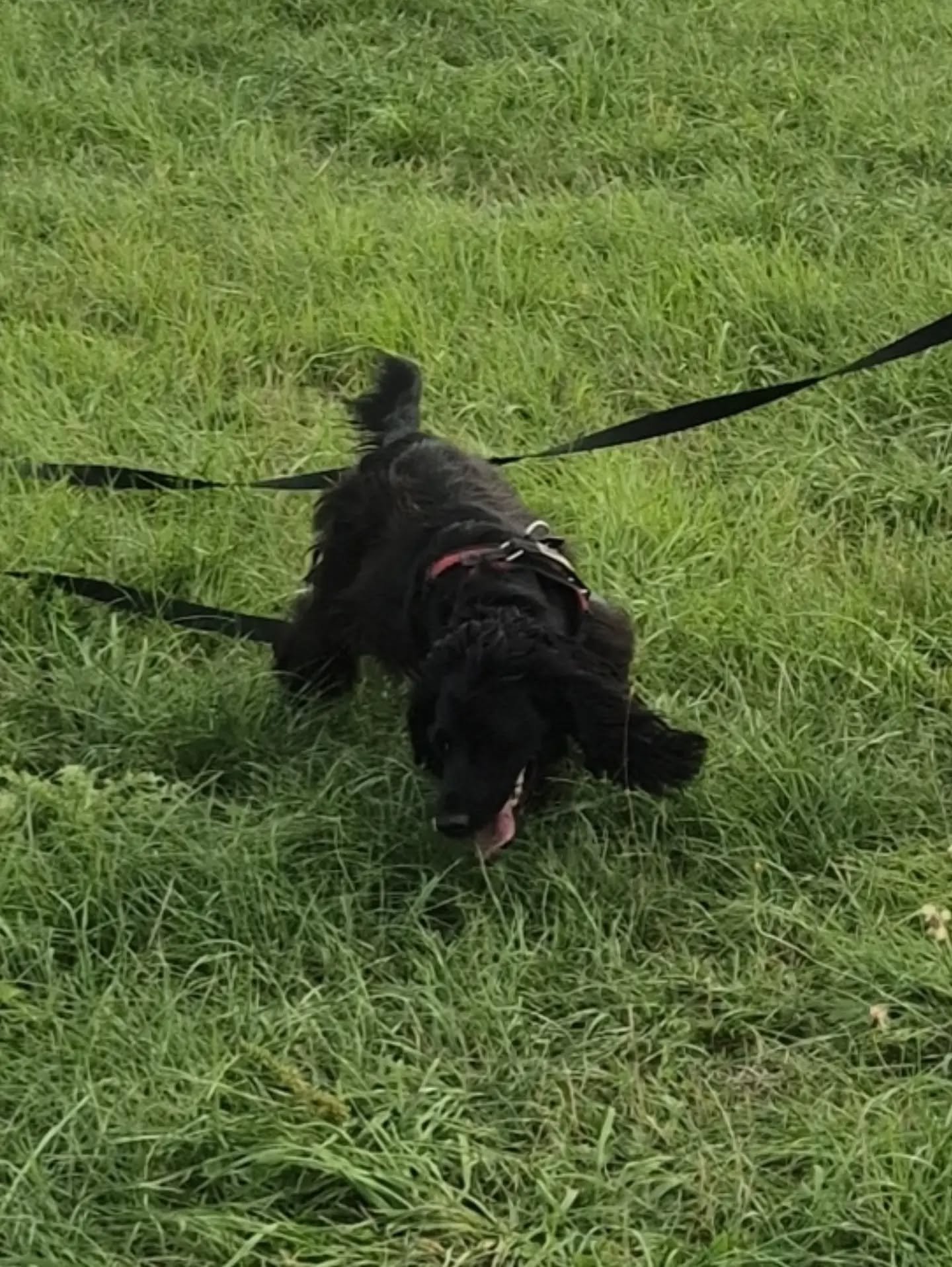 Wow, wow, wow!! What amazing progress with this cheeky Cocker Spaniel today! 

Recall, turn whistle, and hunting = no running off!