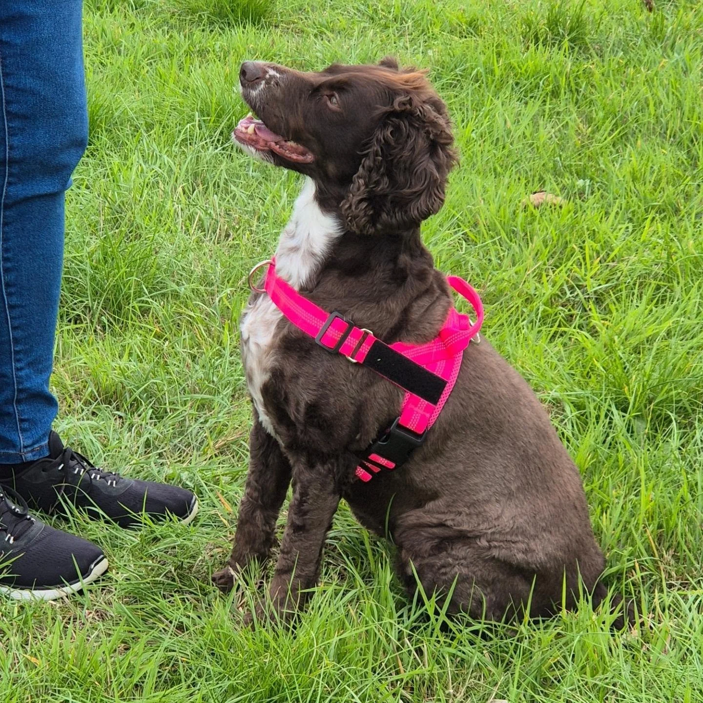 Great progress in 1 zoom coaching call and 1 in person 121 with this gorgeous girl

Sound sensitivity leading to extreme fear and anxiety can be challenging 

When she first arrived today she didn't want to exit the car, but she did. 

When spooked s